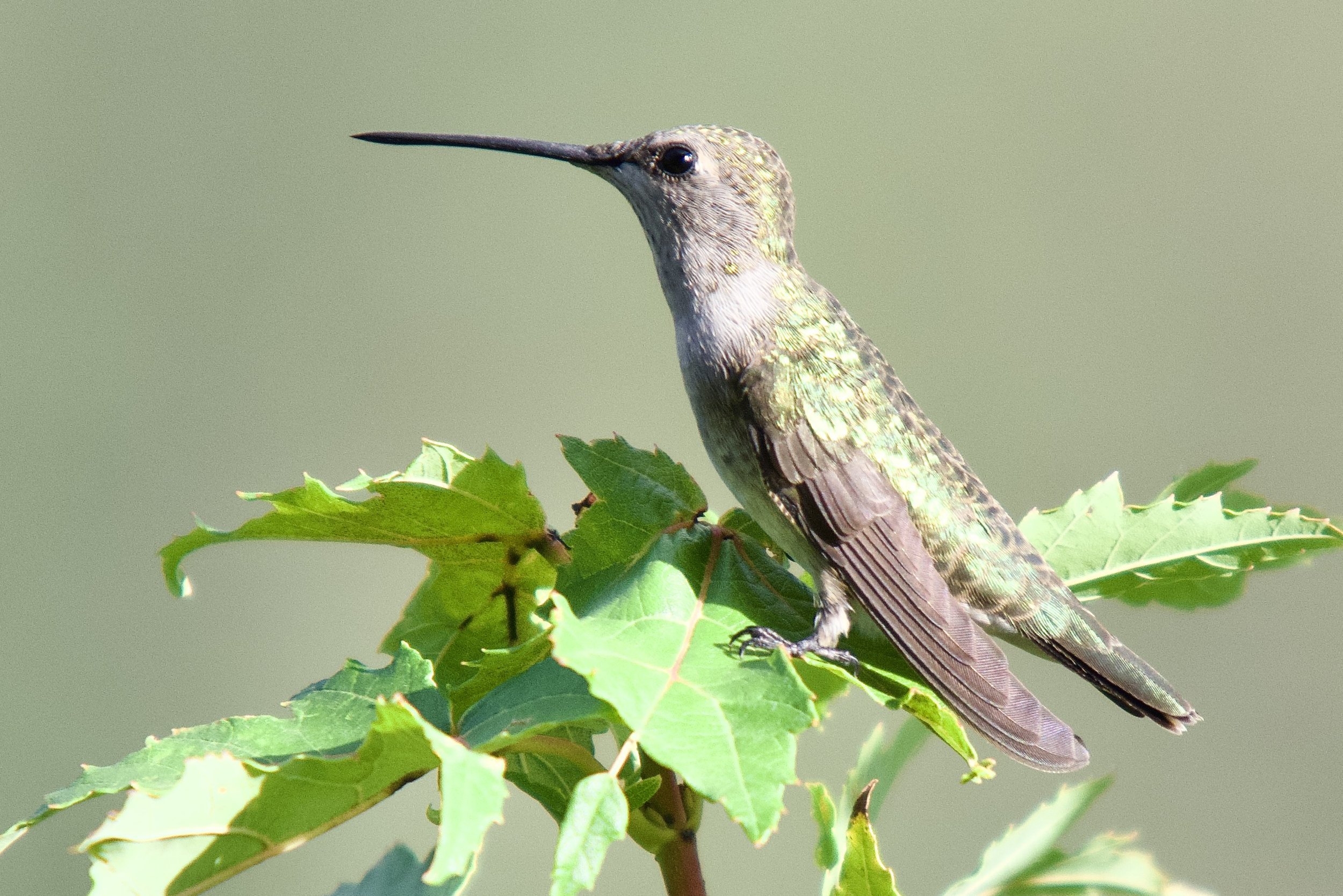 HUMMINGBIRDS