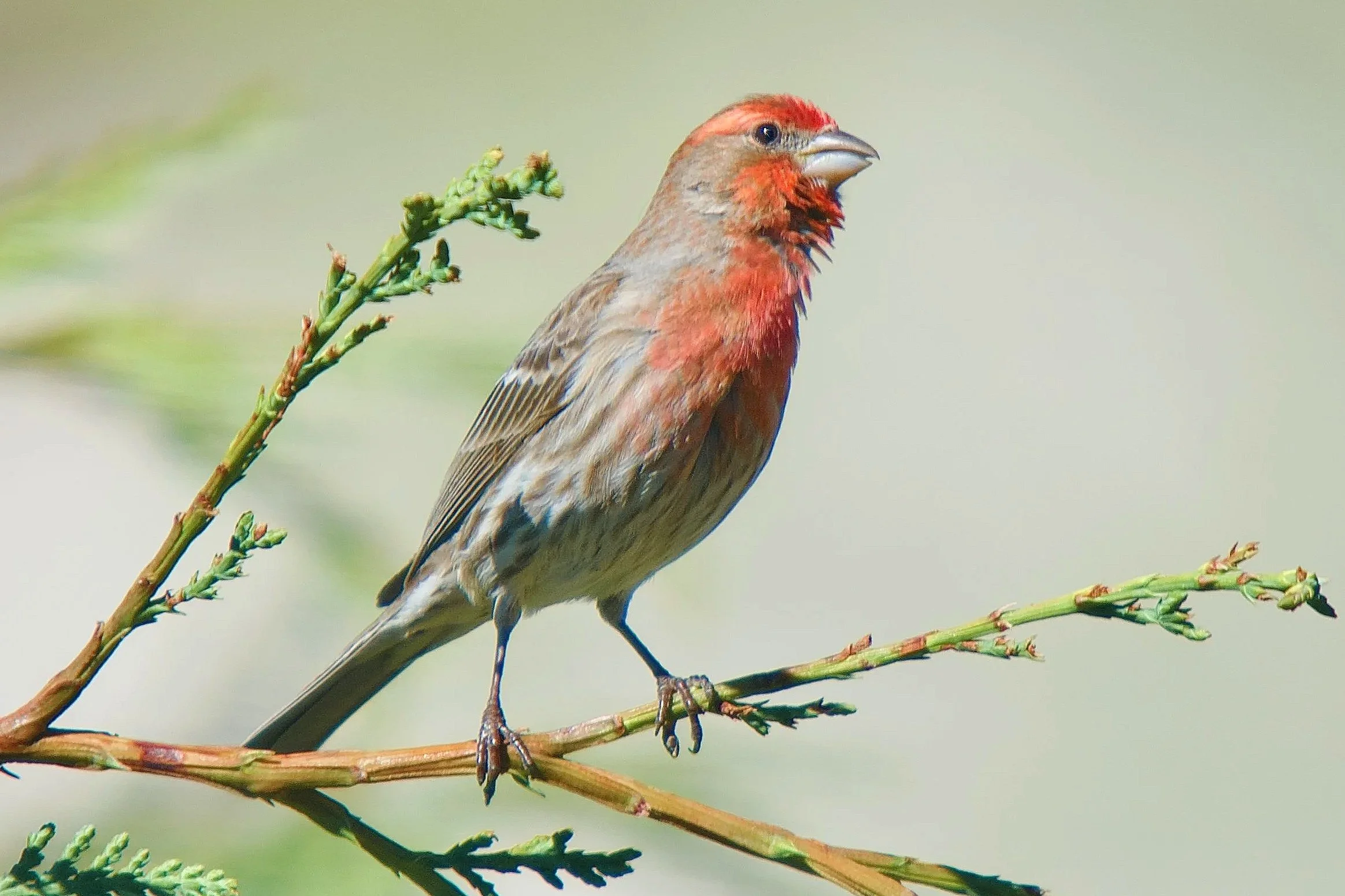 SMALLER BIRDS