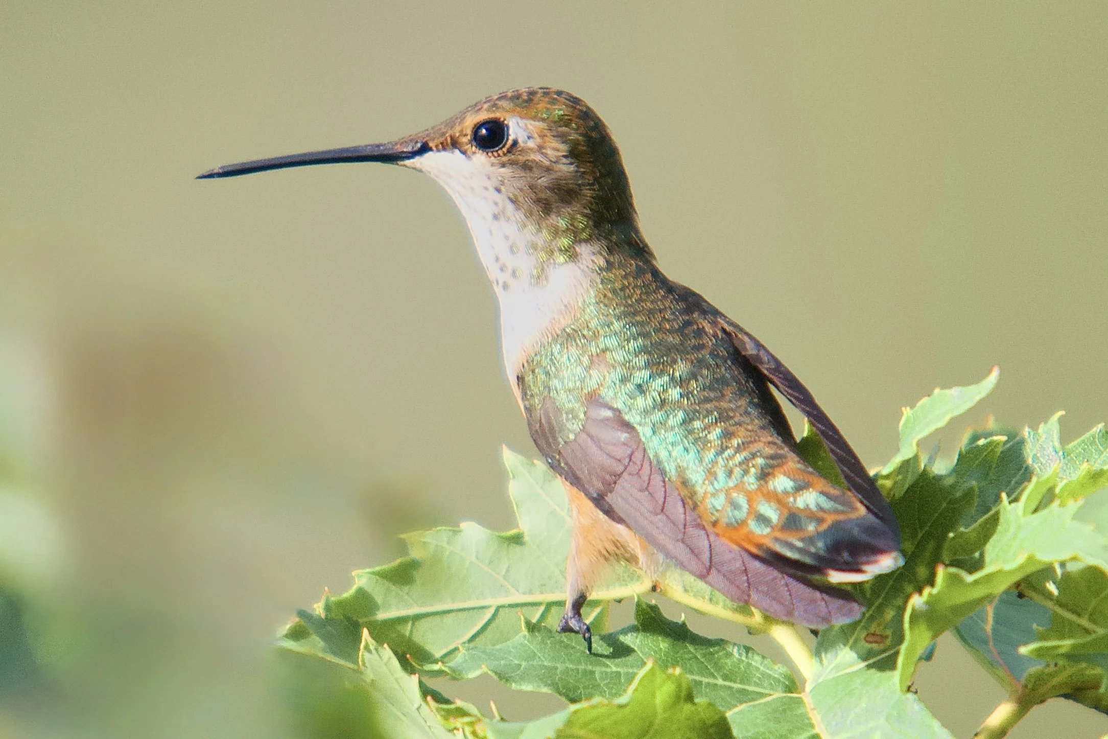 HUMMINGBIRDS