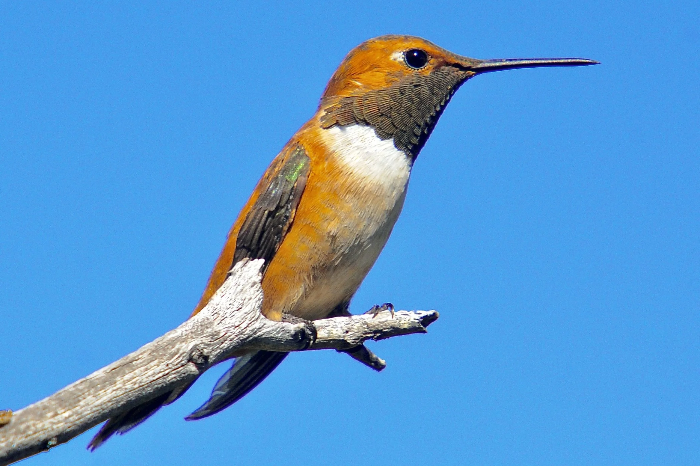 HUMMINGBIRDS