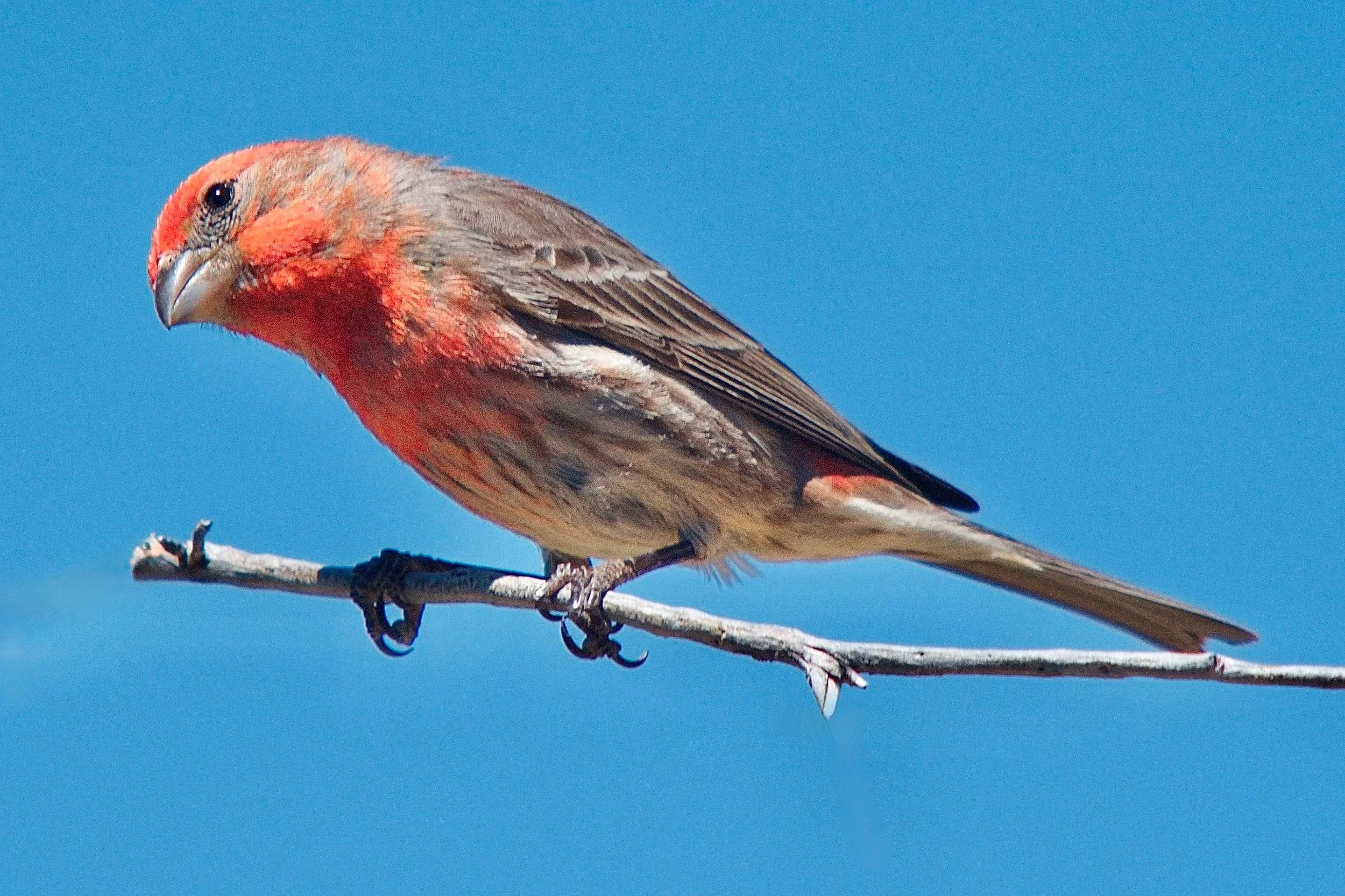 SMALLER BIRDS