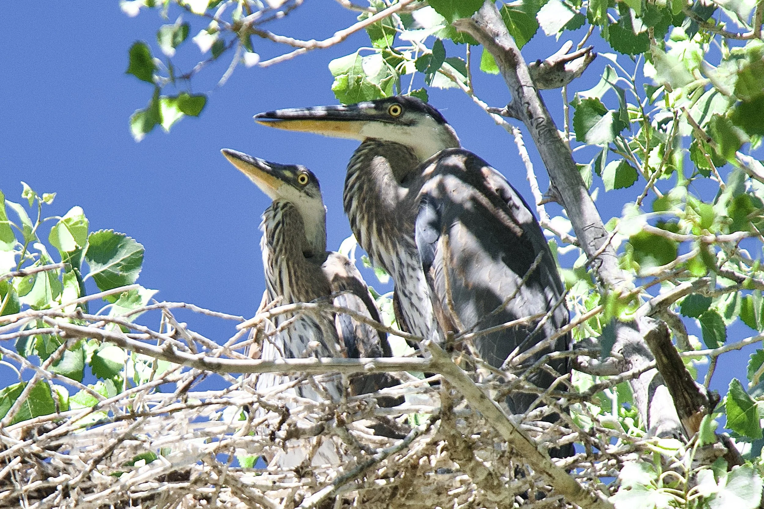 NESTING