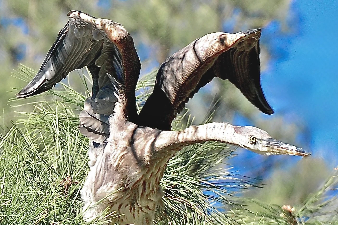 HERONS