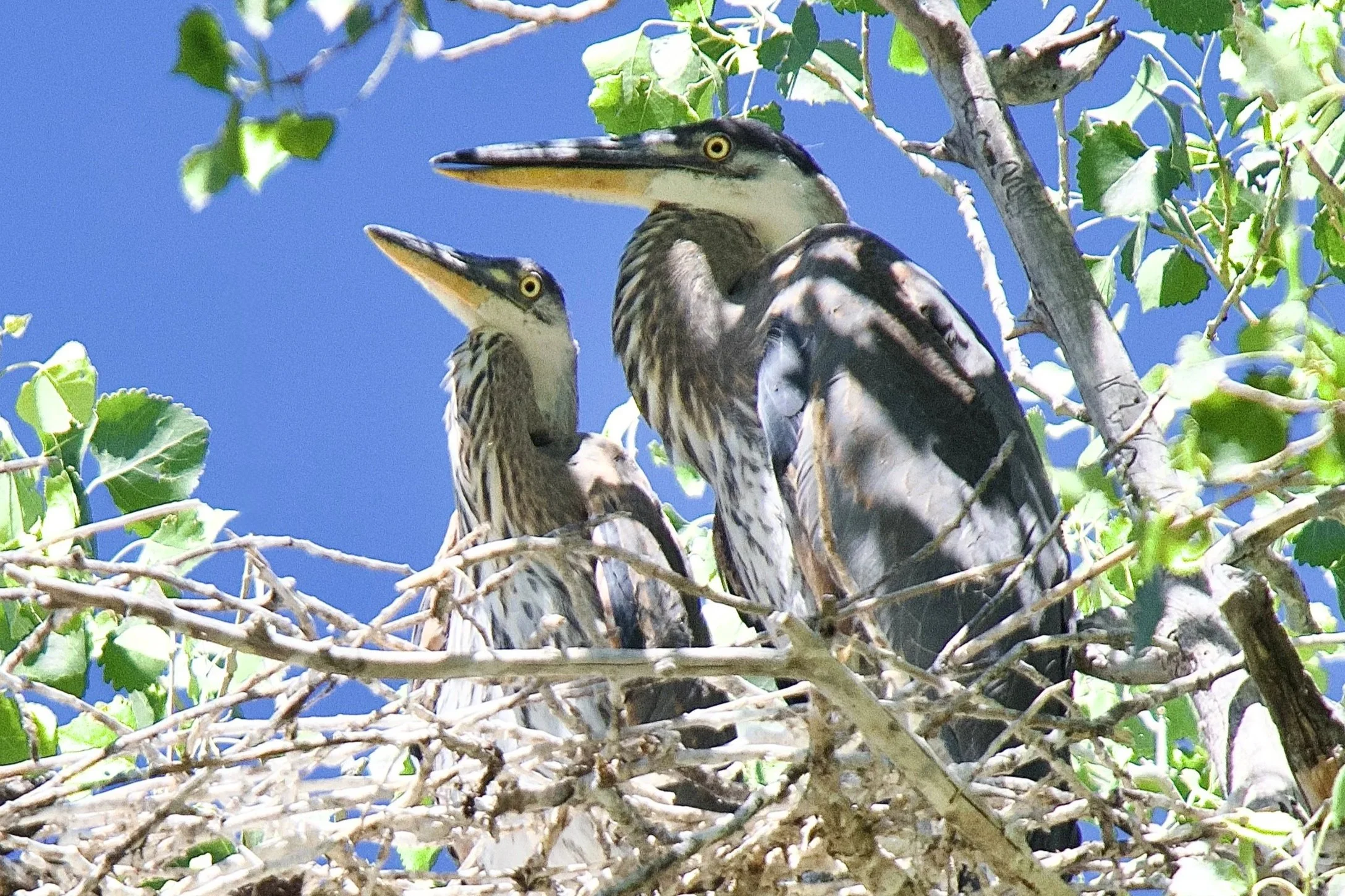 NESTING