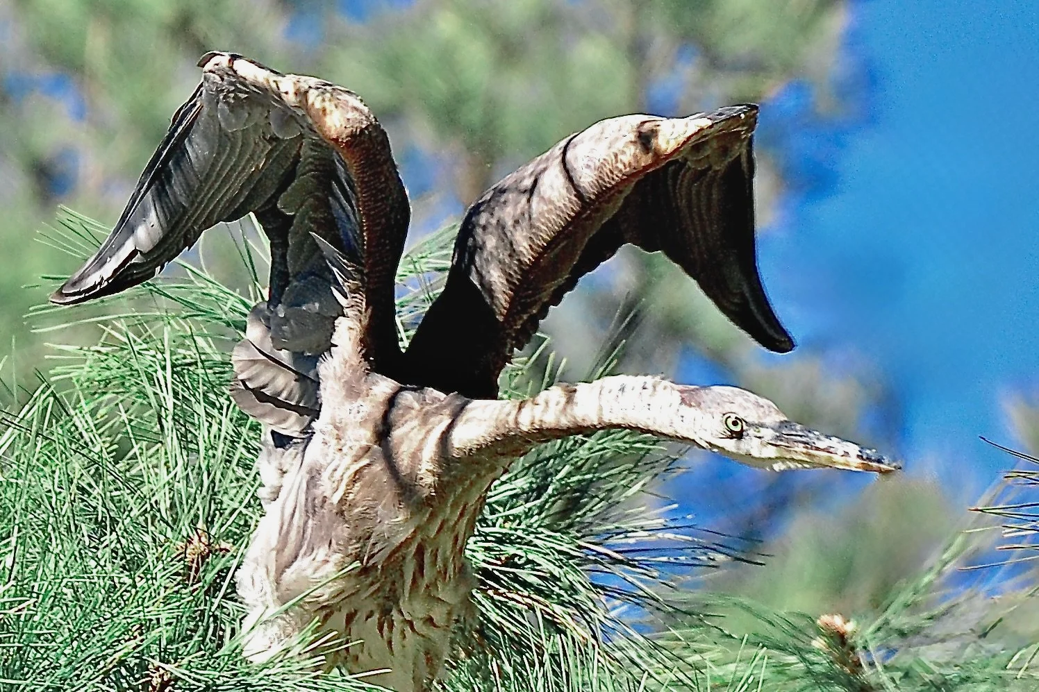 HERONS