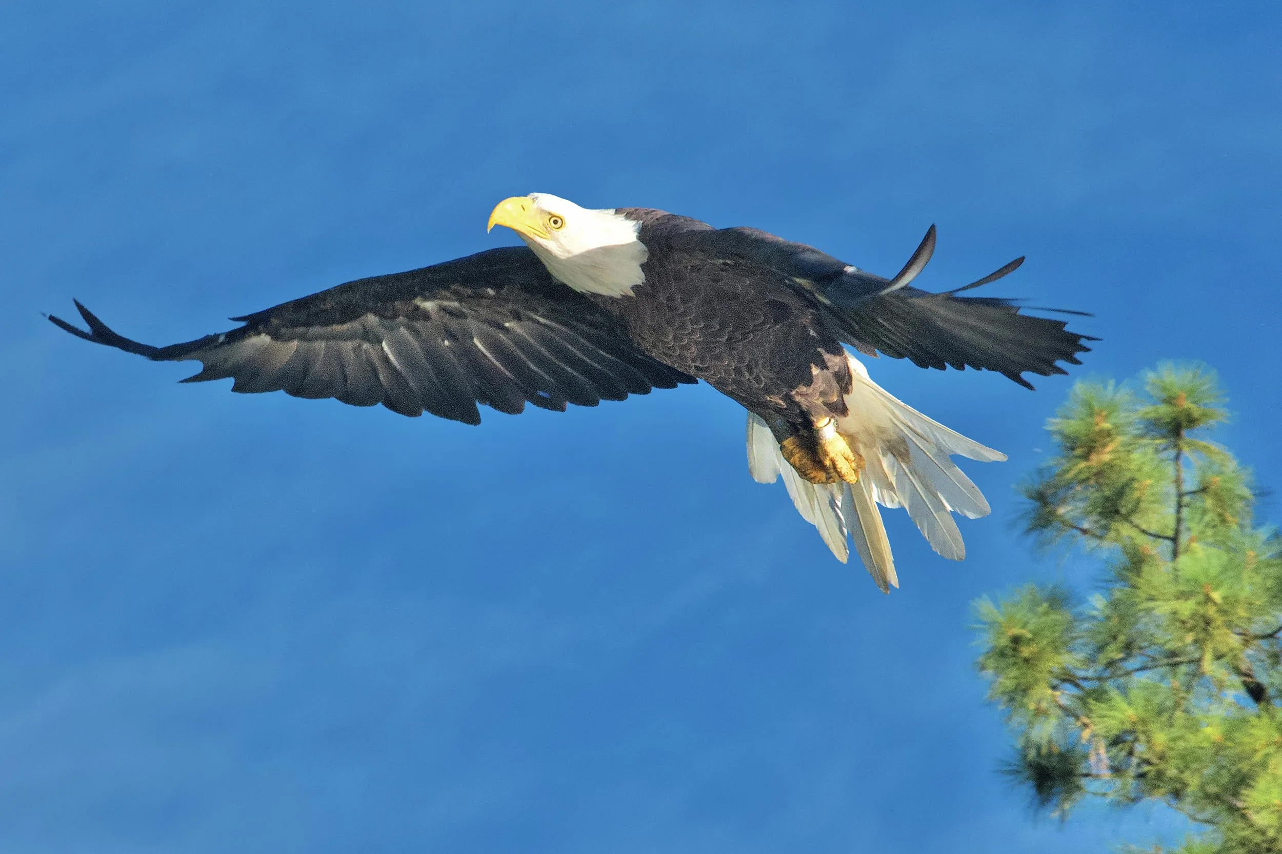 LARGER BIRDS