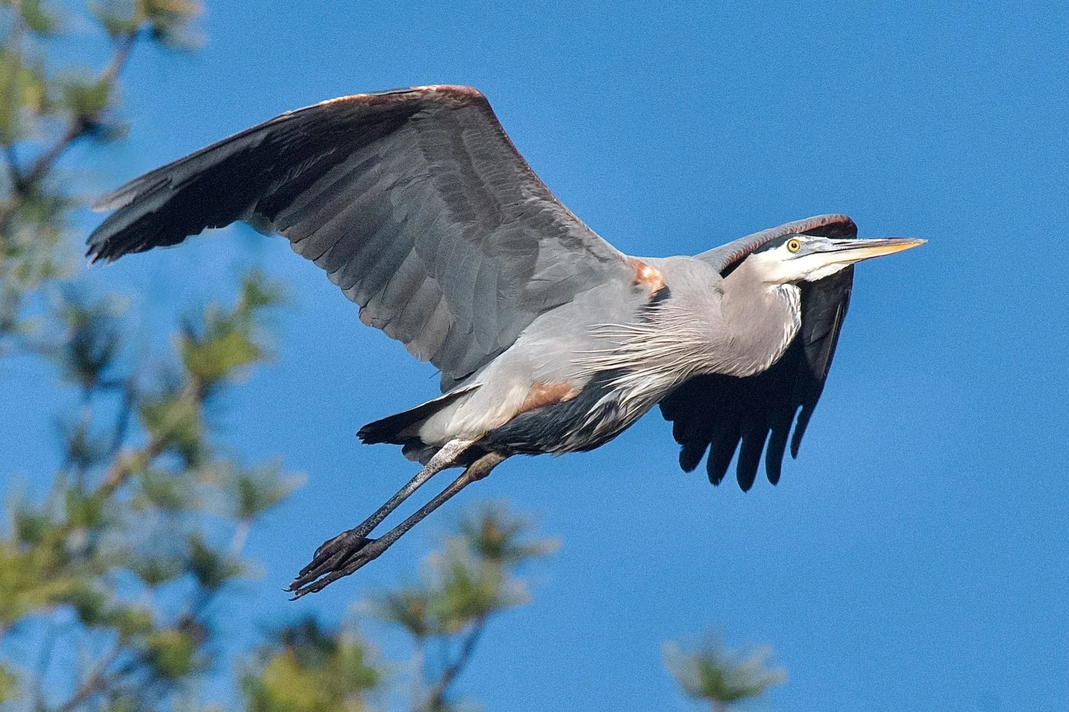 TAKING FLIGHT