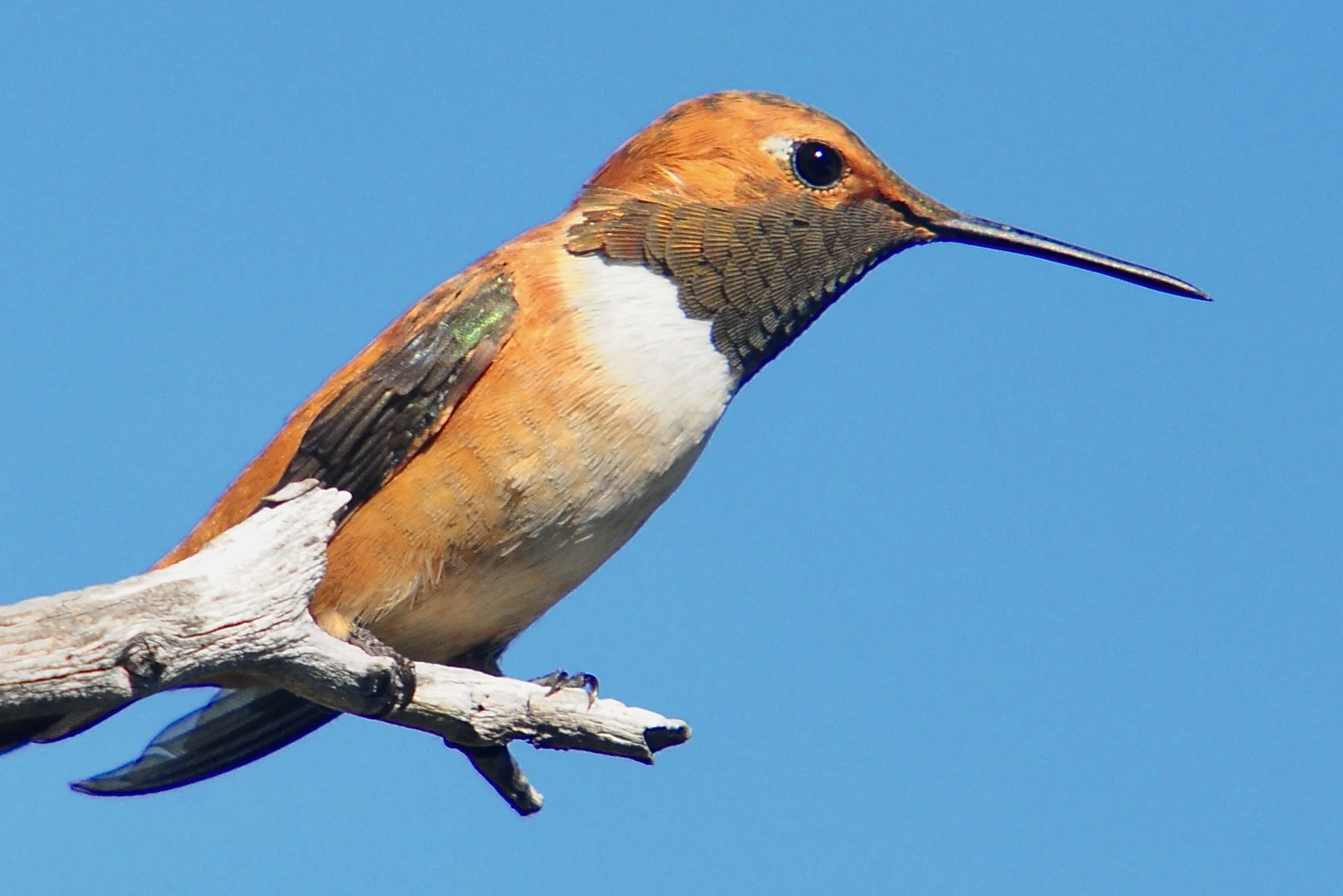 HUMMINGBIRDS