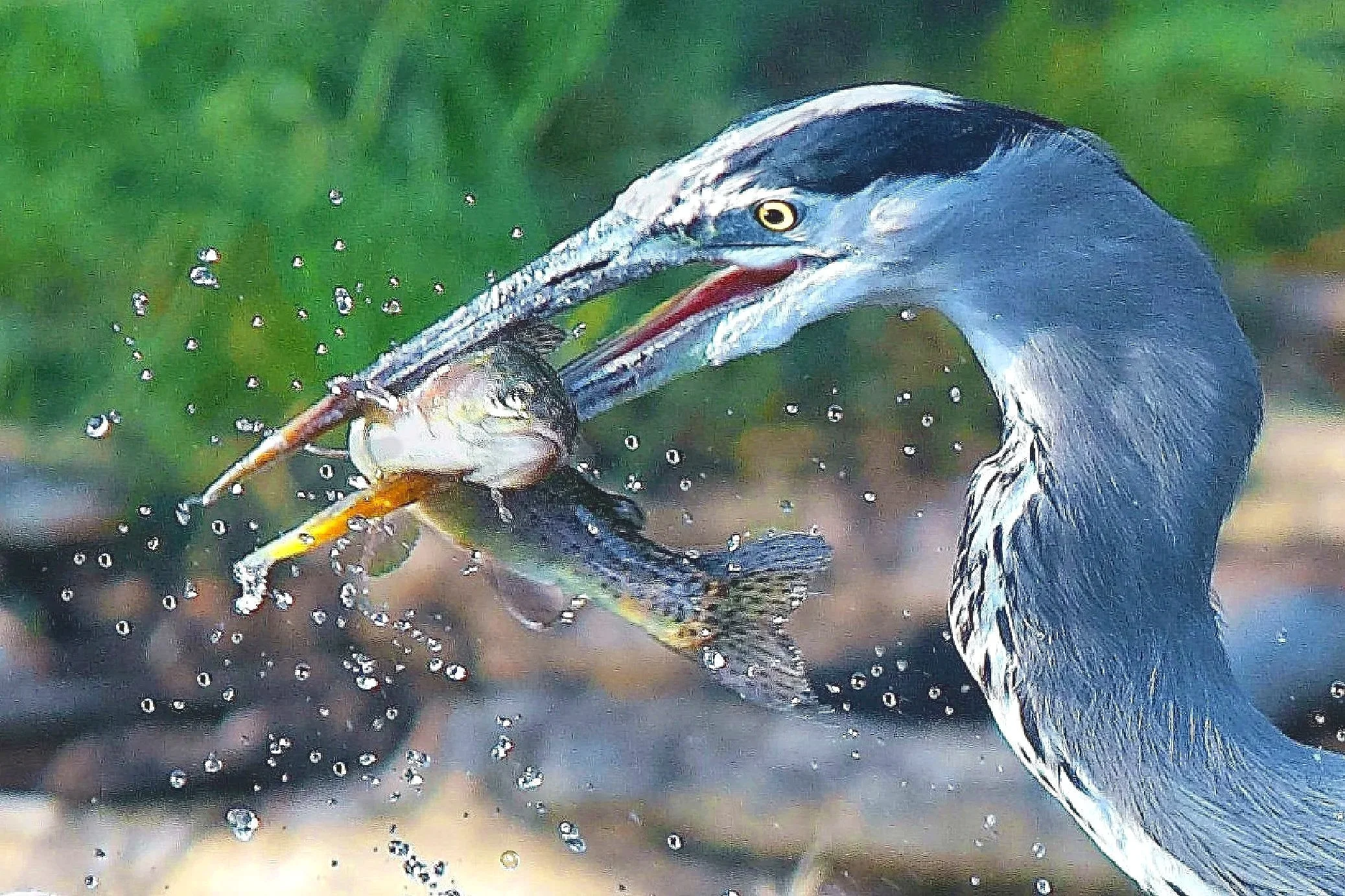 FISHING