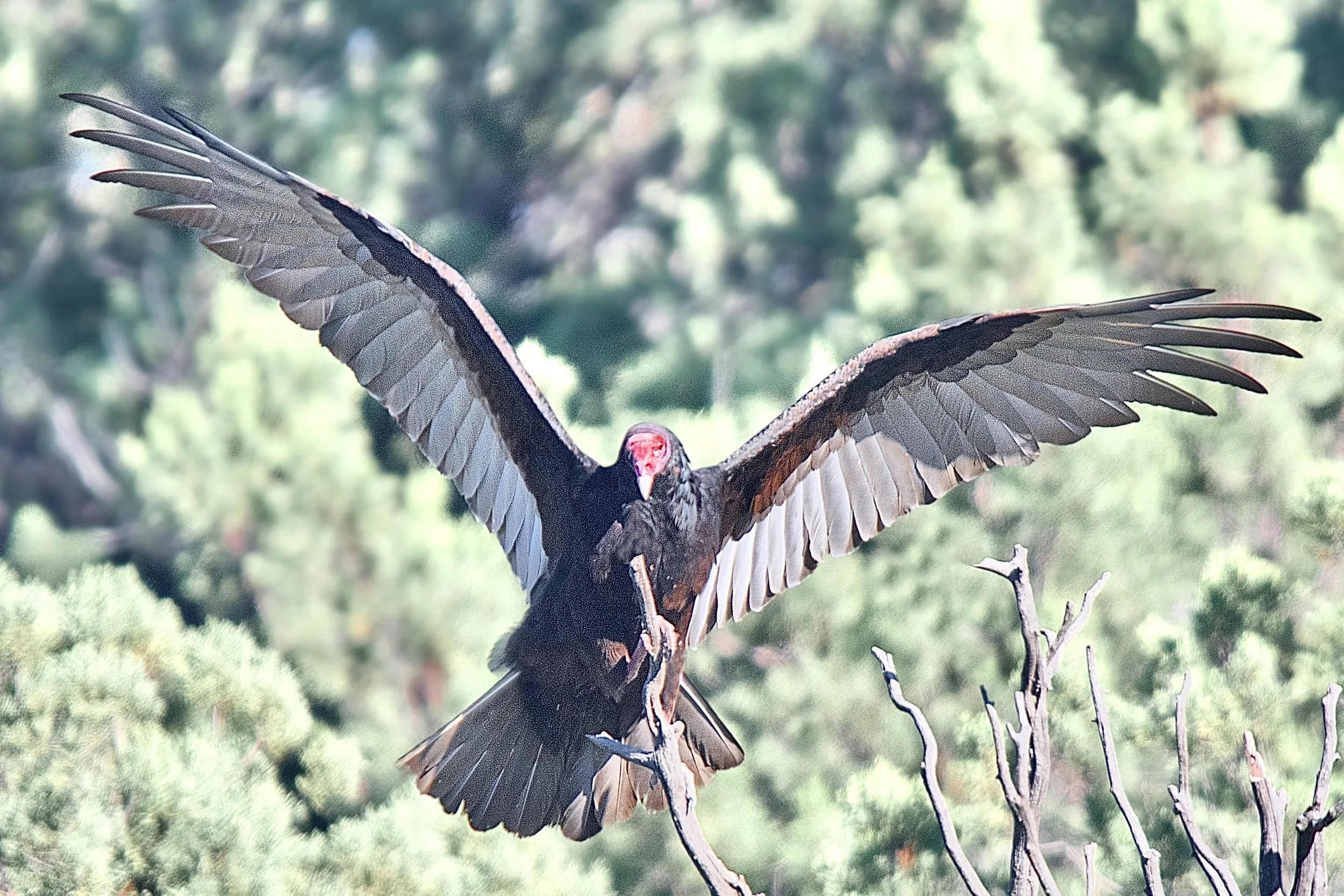 LARGER BIRDS