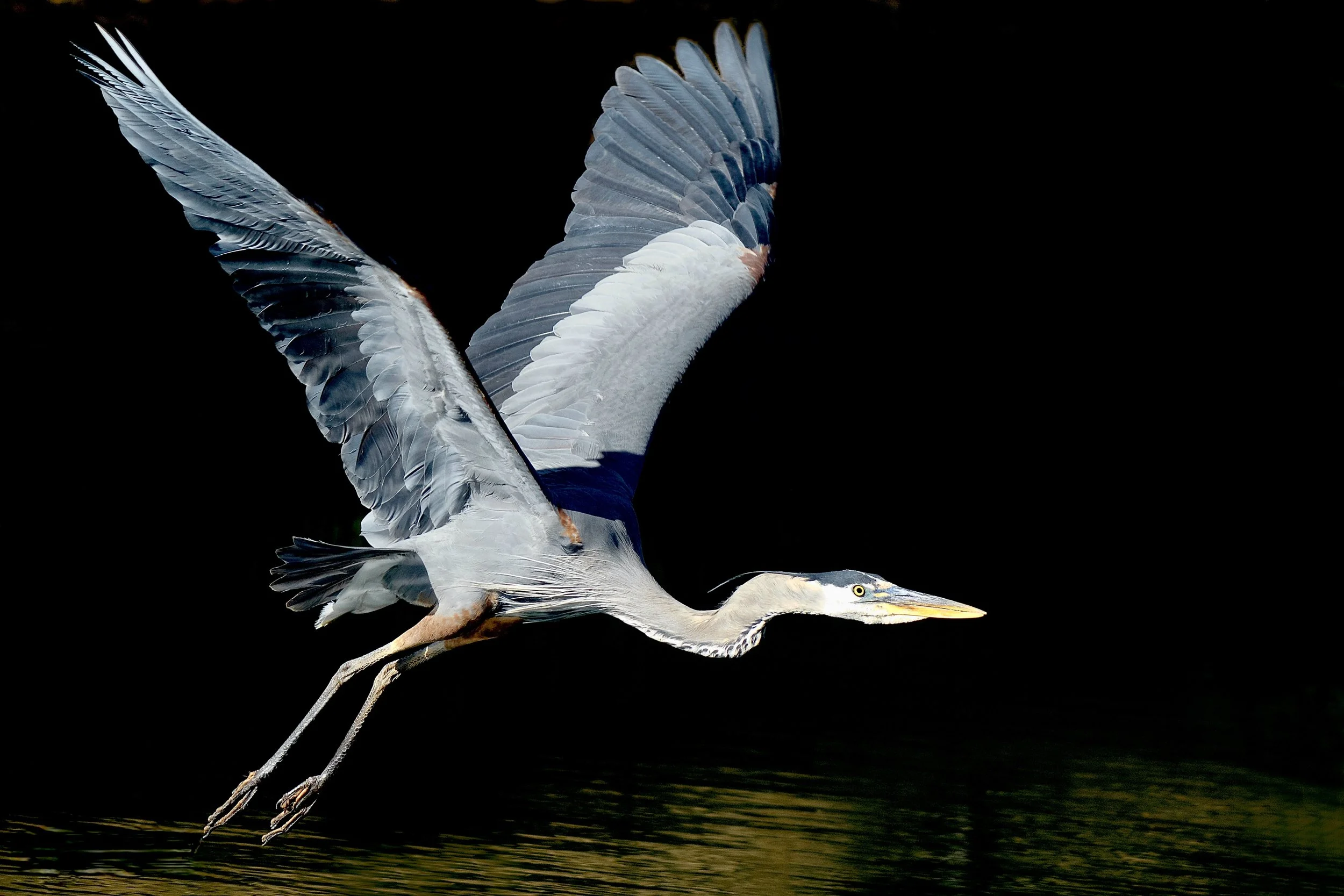TAKING FLIGHT
