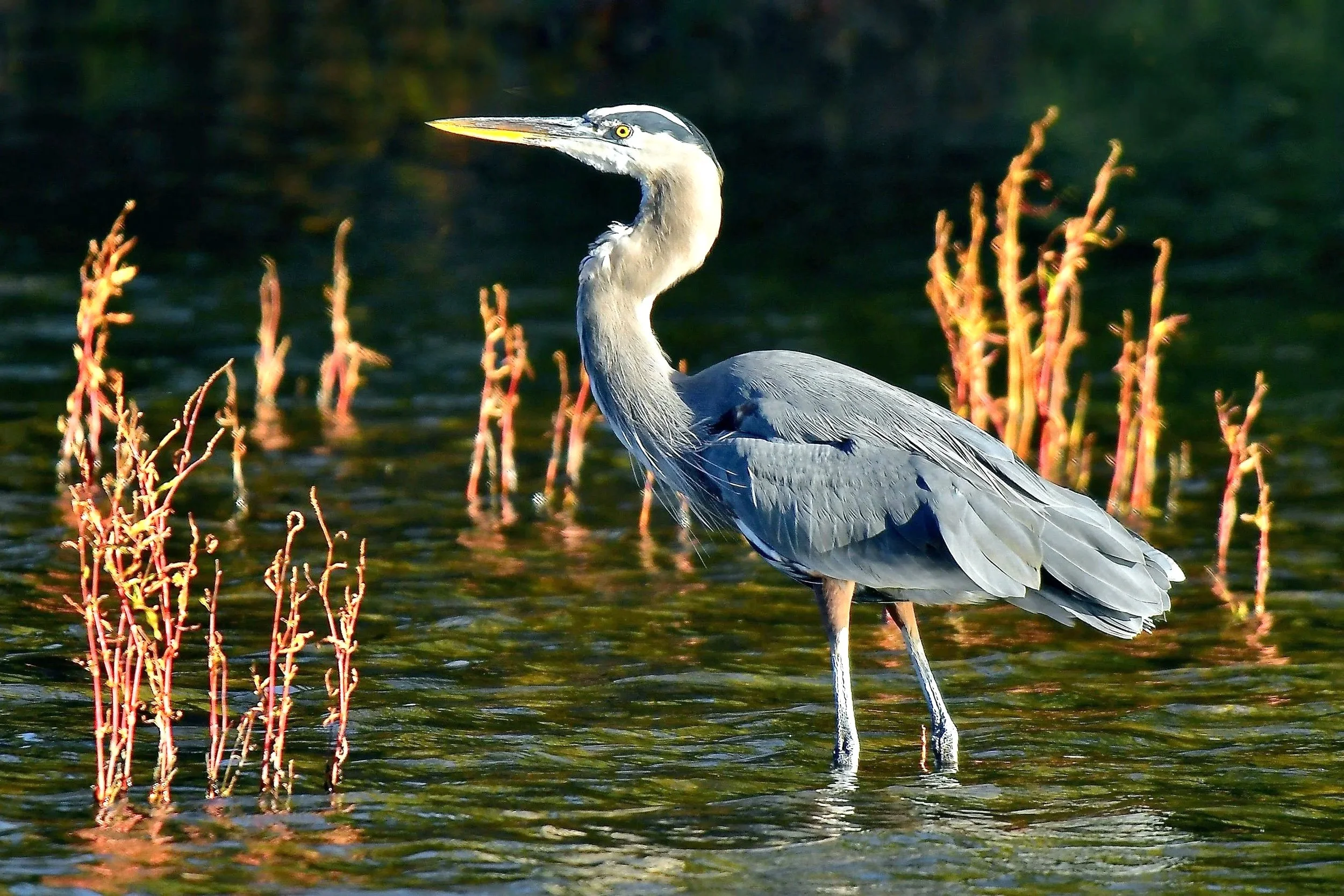 GREAT BLUIE HERONS