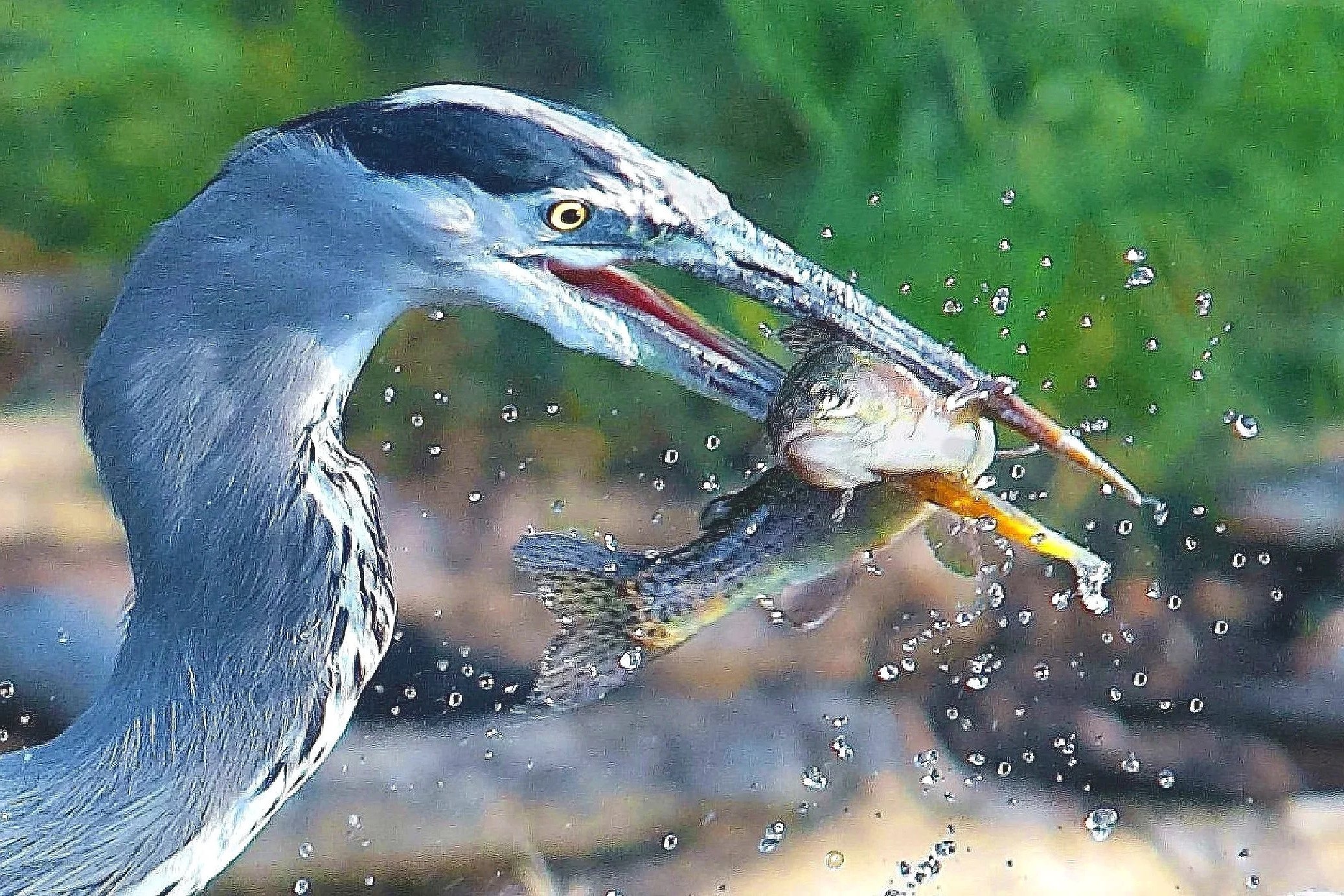 FISHING