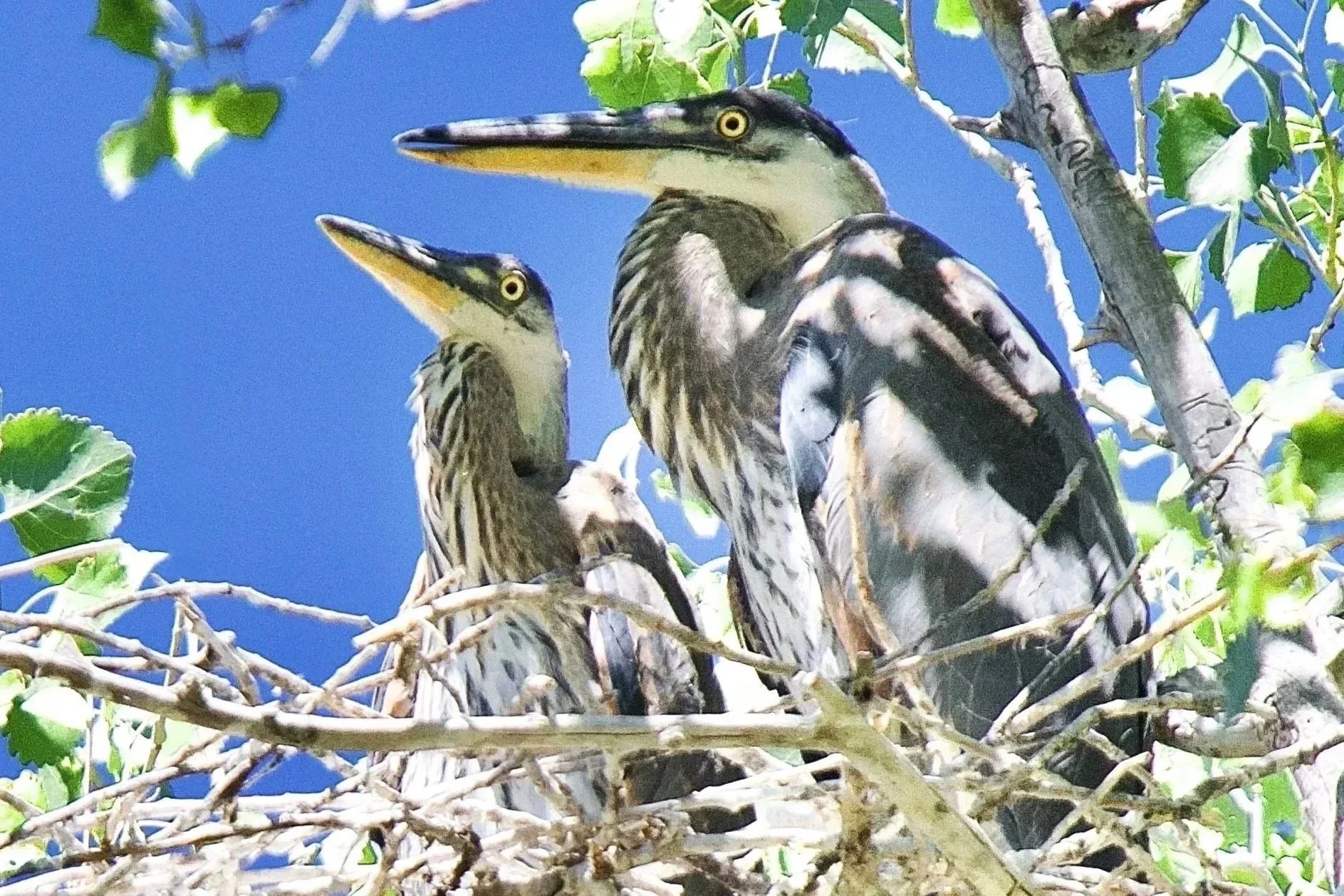 NESTING