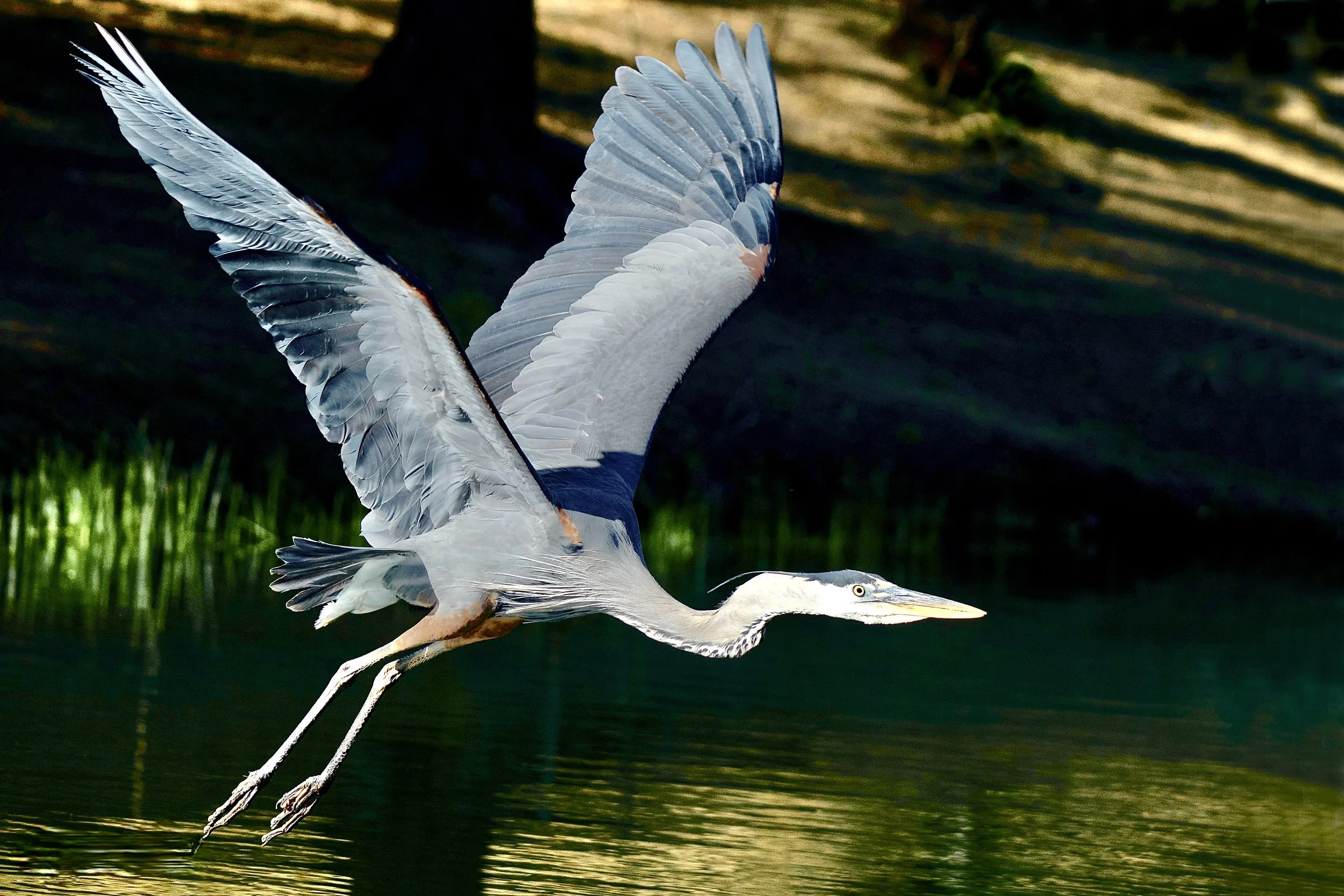 TAKING FLIGHT