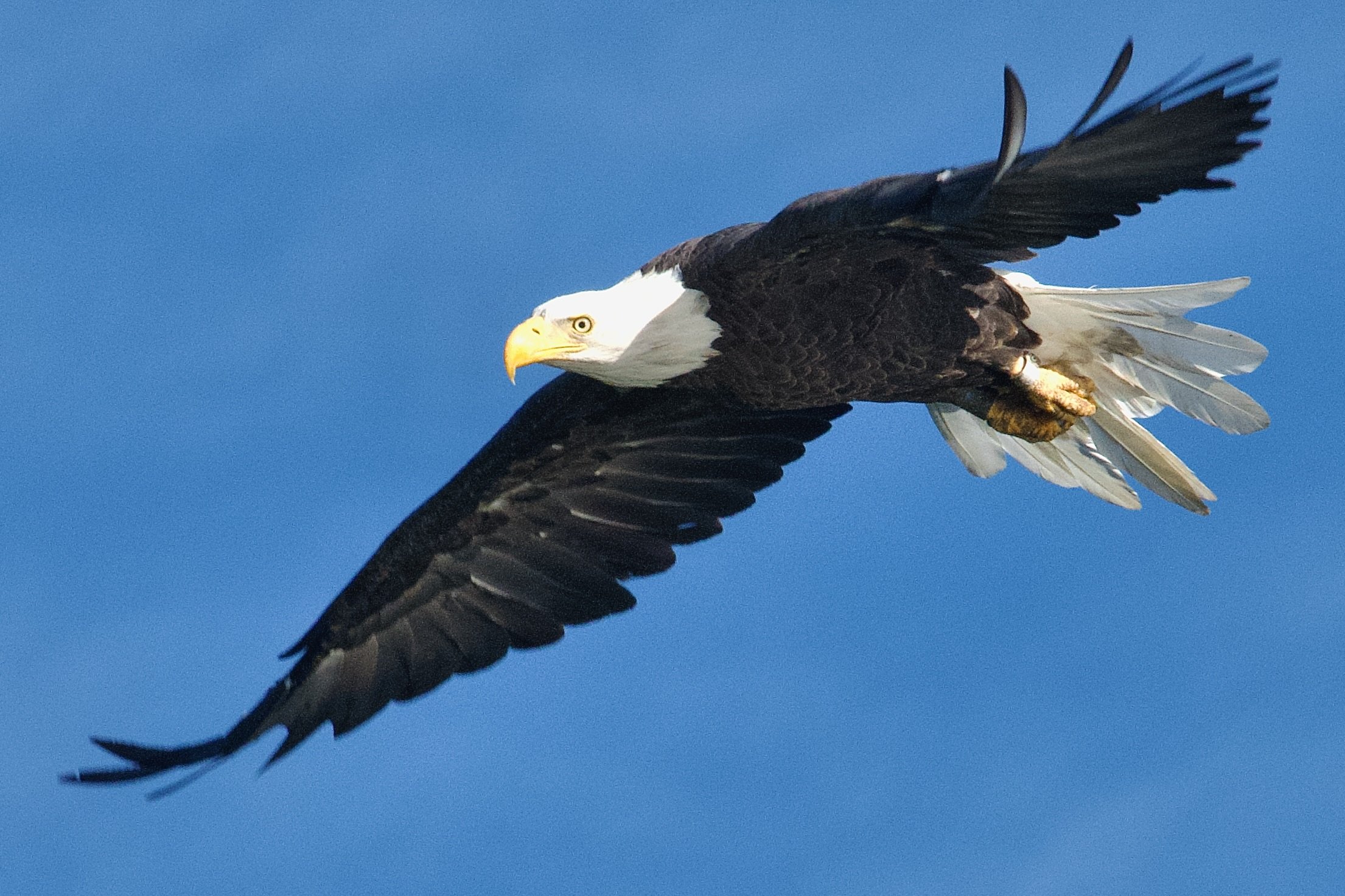 LARGER BIRDS