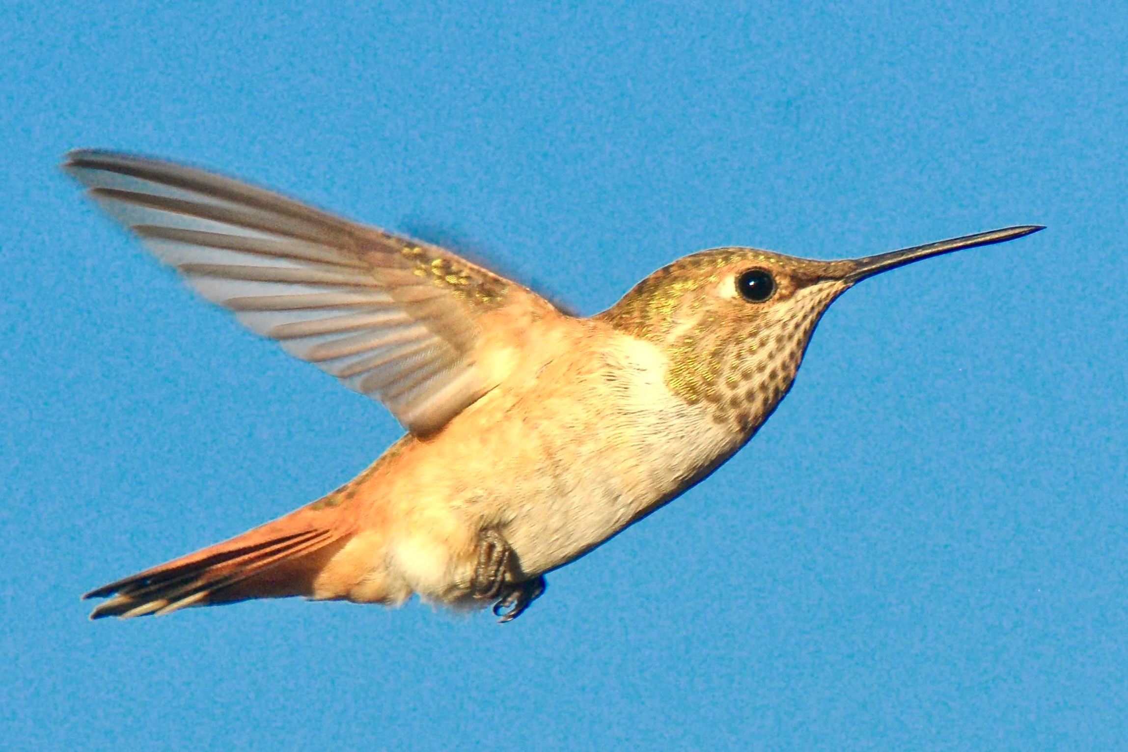 HUMMINGBIRDS