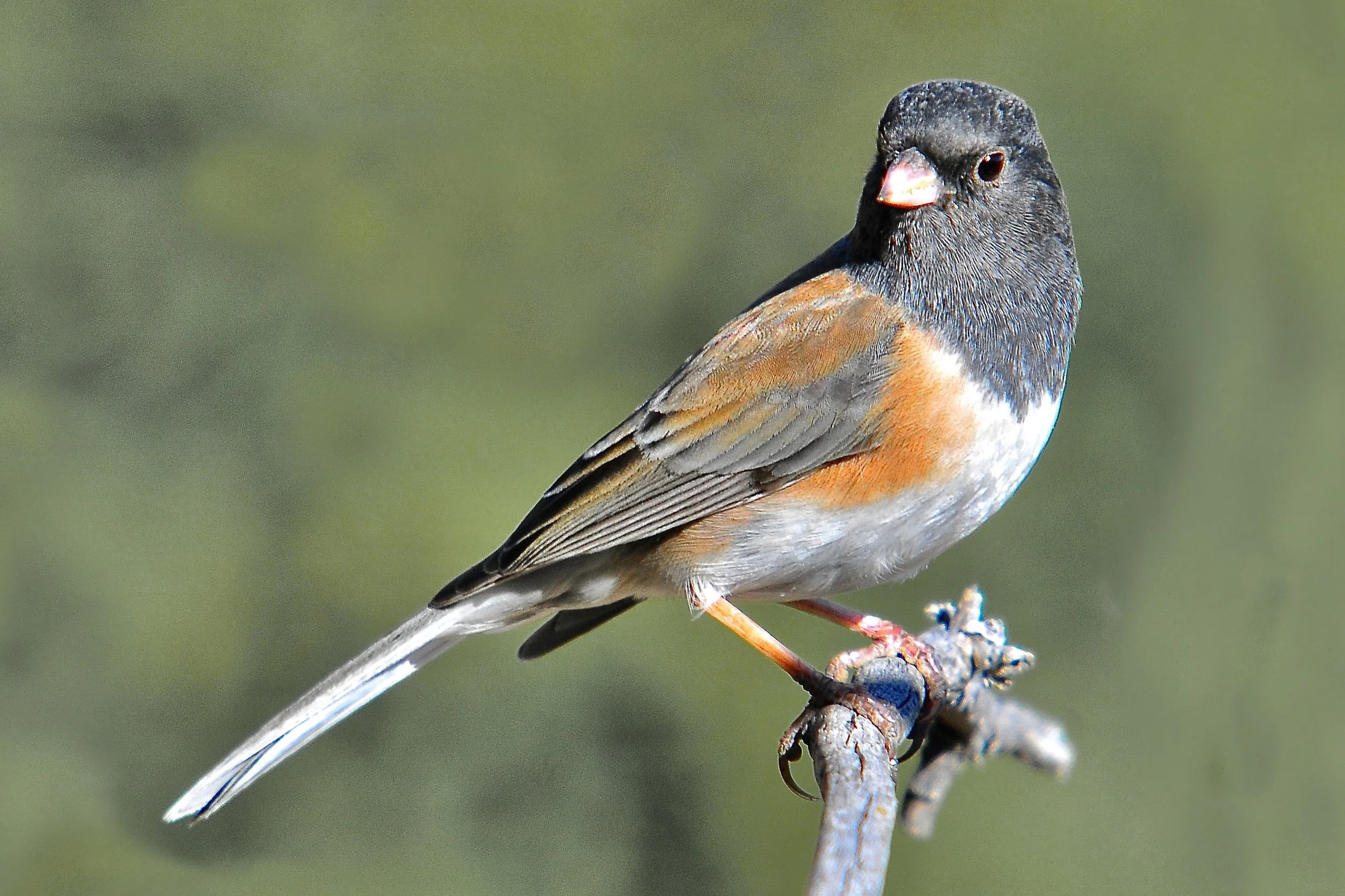 SMALLER BIRDS
