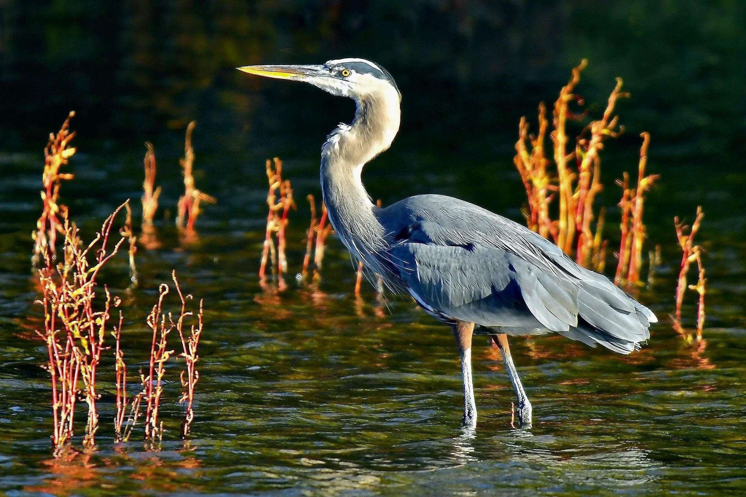 GREAT BLUIE HERONS
