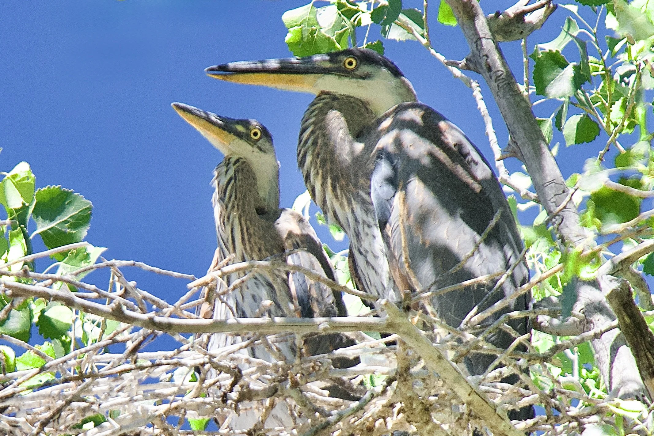 NESTING