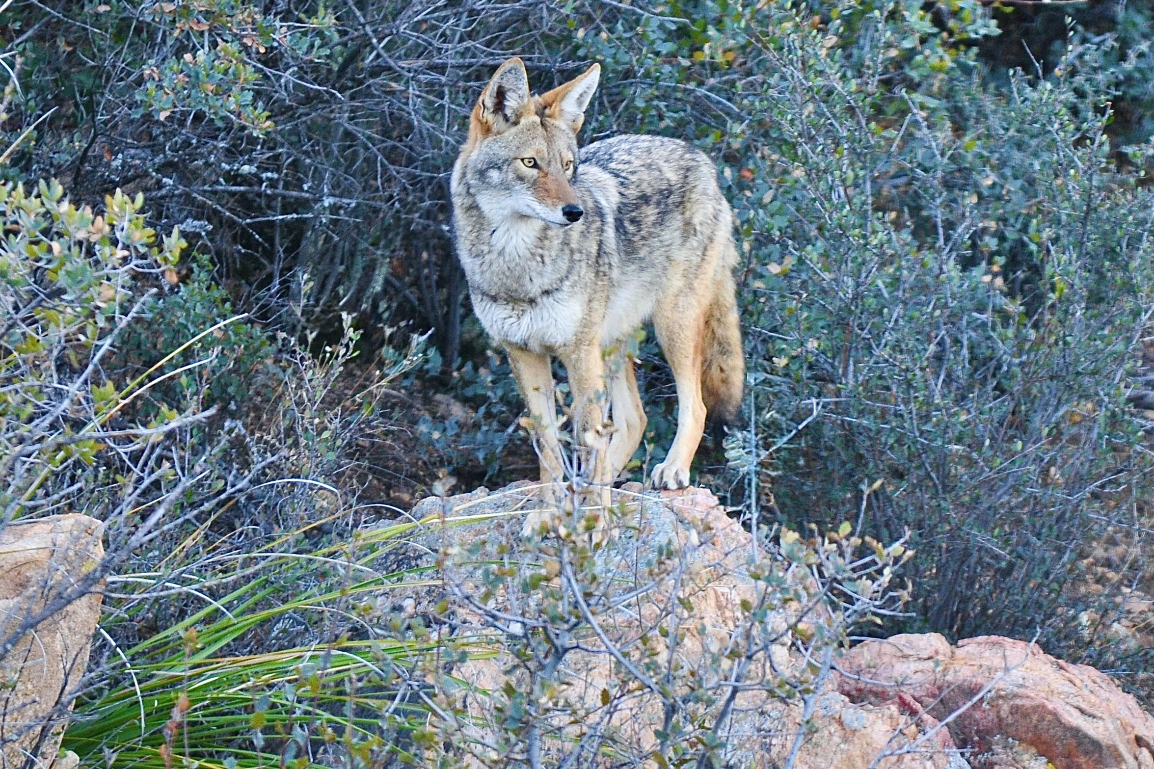 WILDLIFE