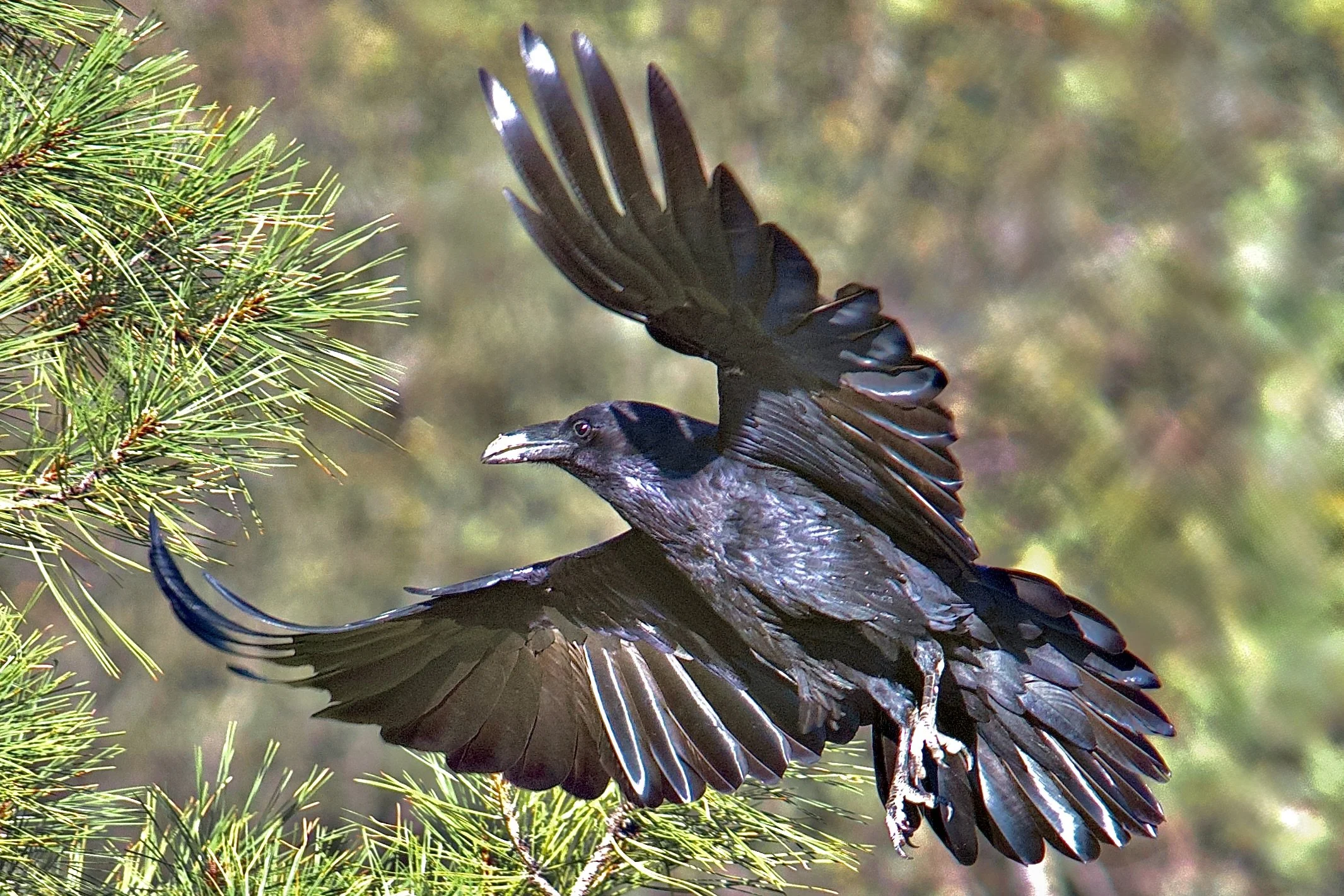 LARGER BIRDS