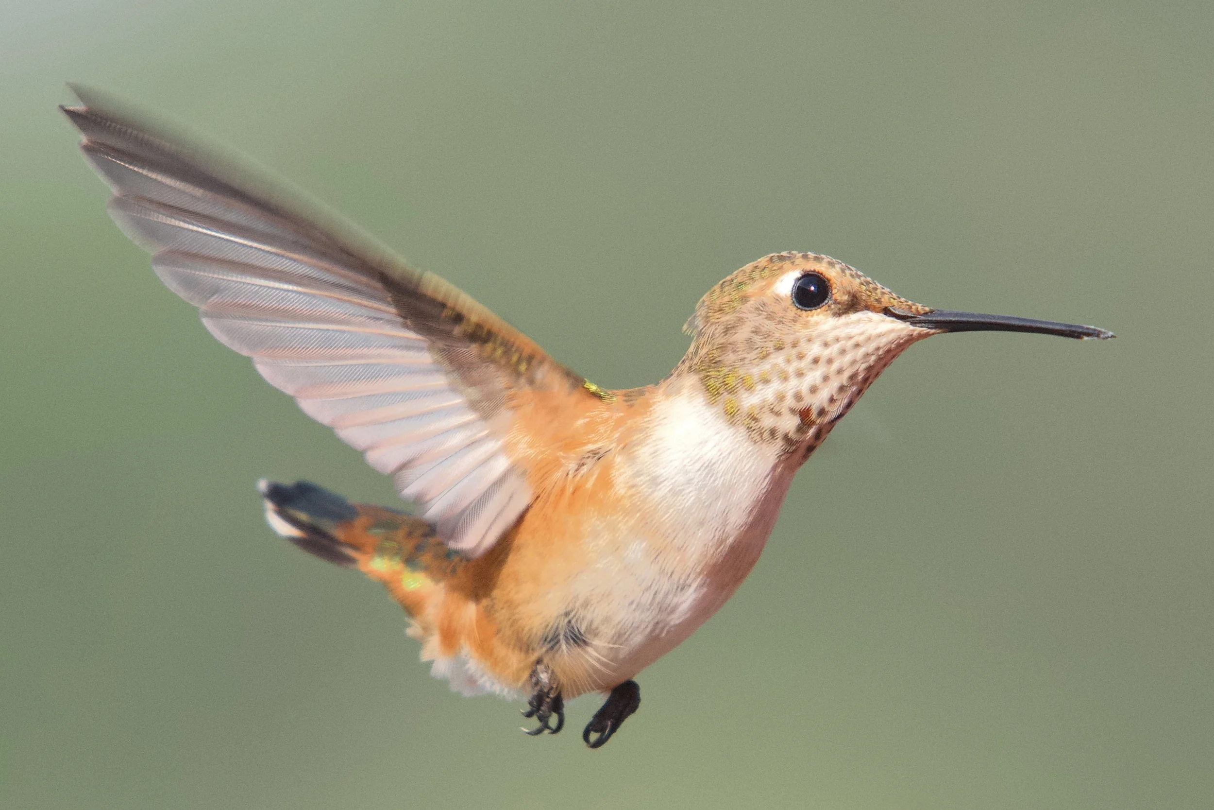 HUMMIMGBIRDS