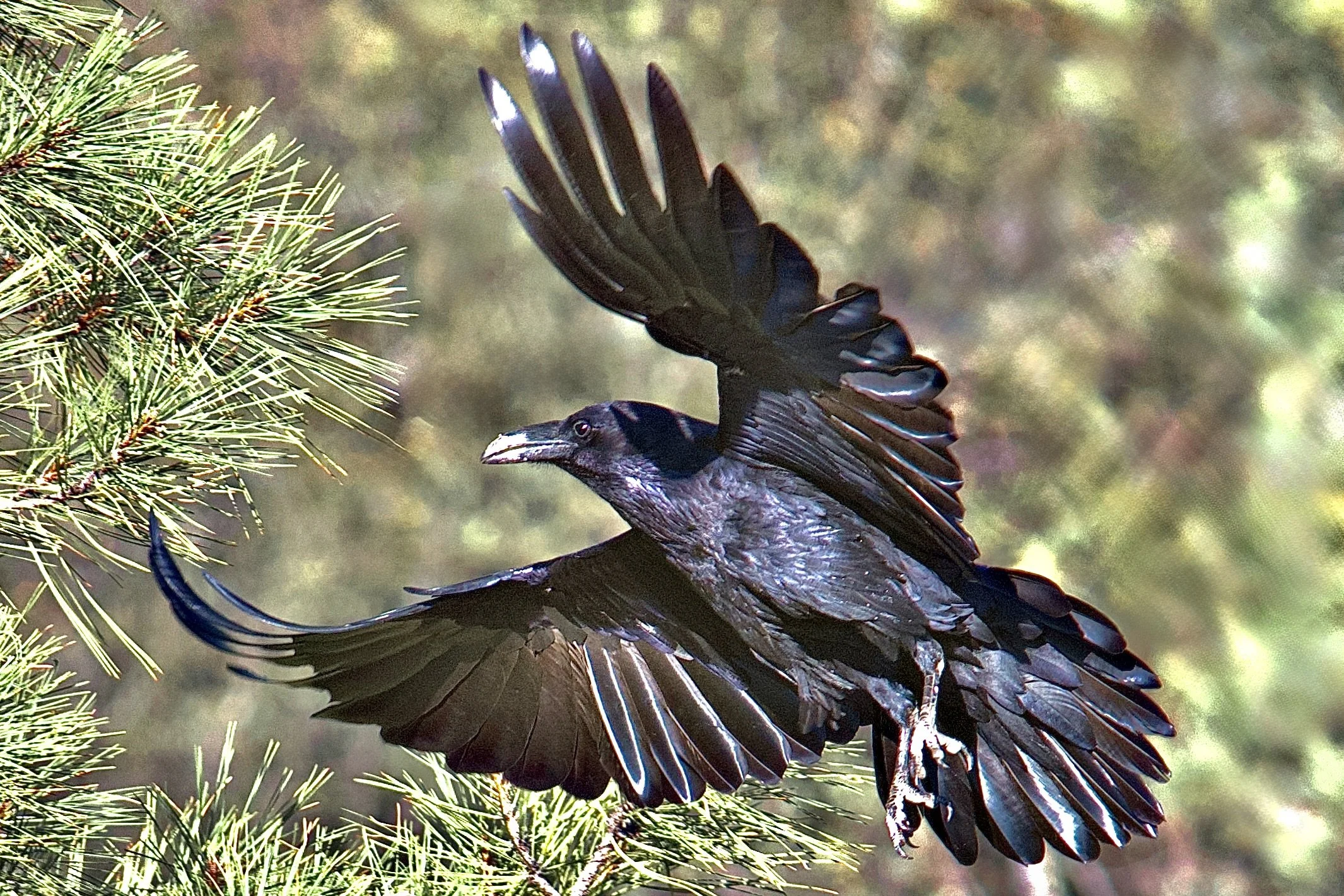 LARGER BIRDS