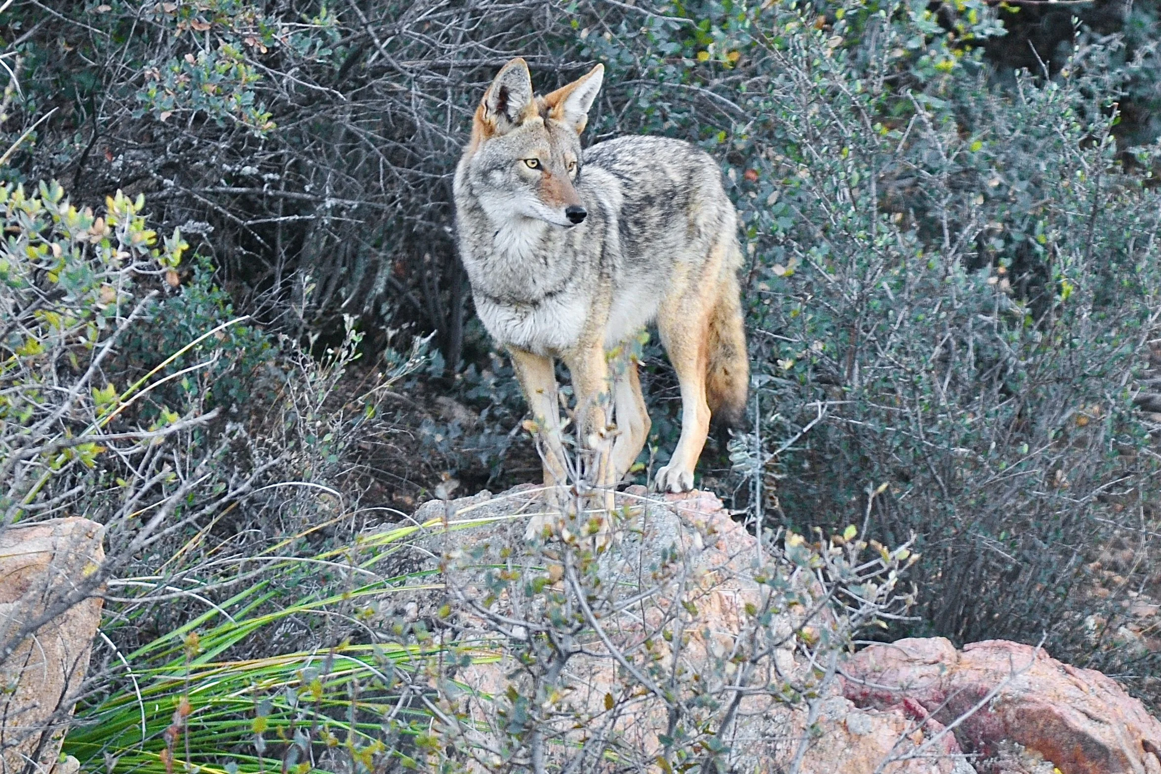 WILDLIFE