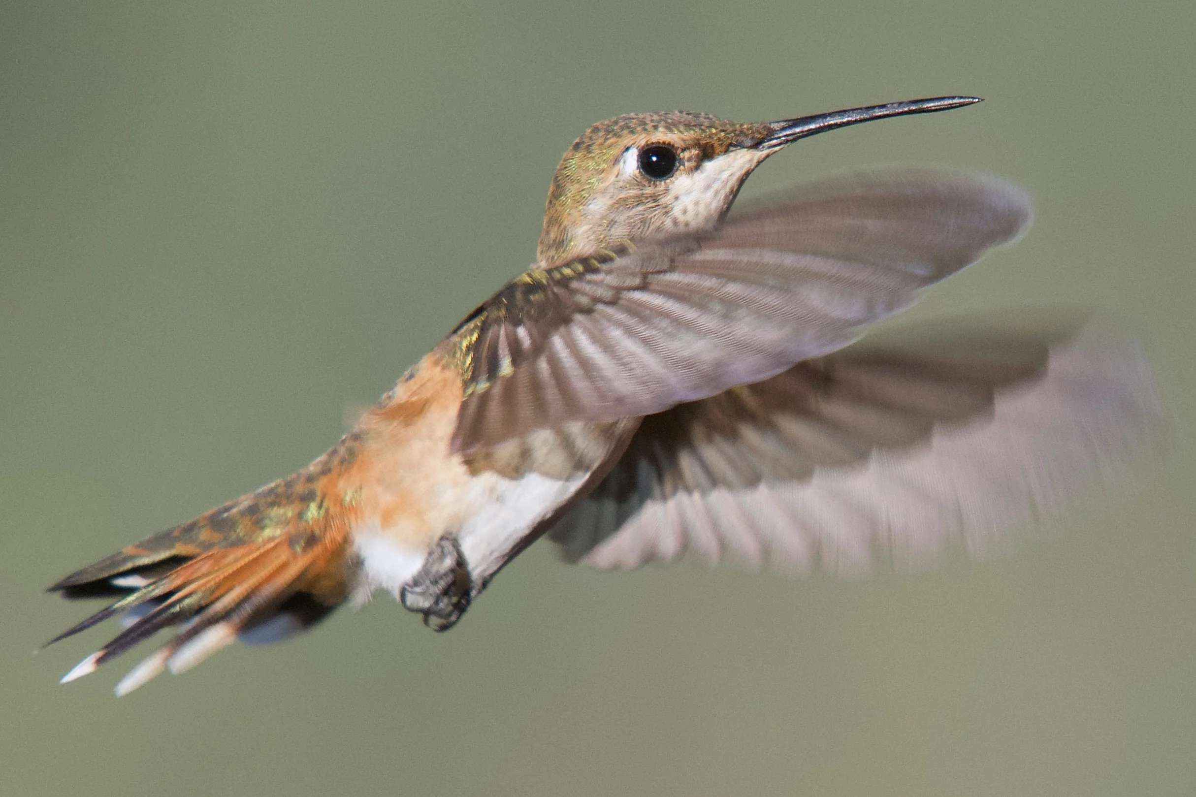 HUMMINGBIRDS