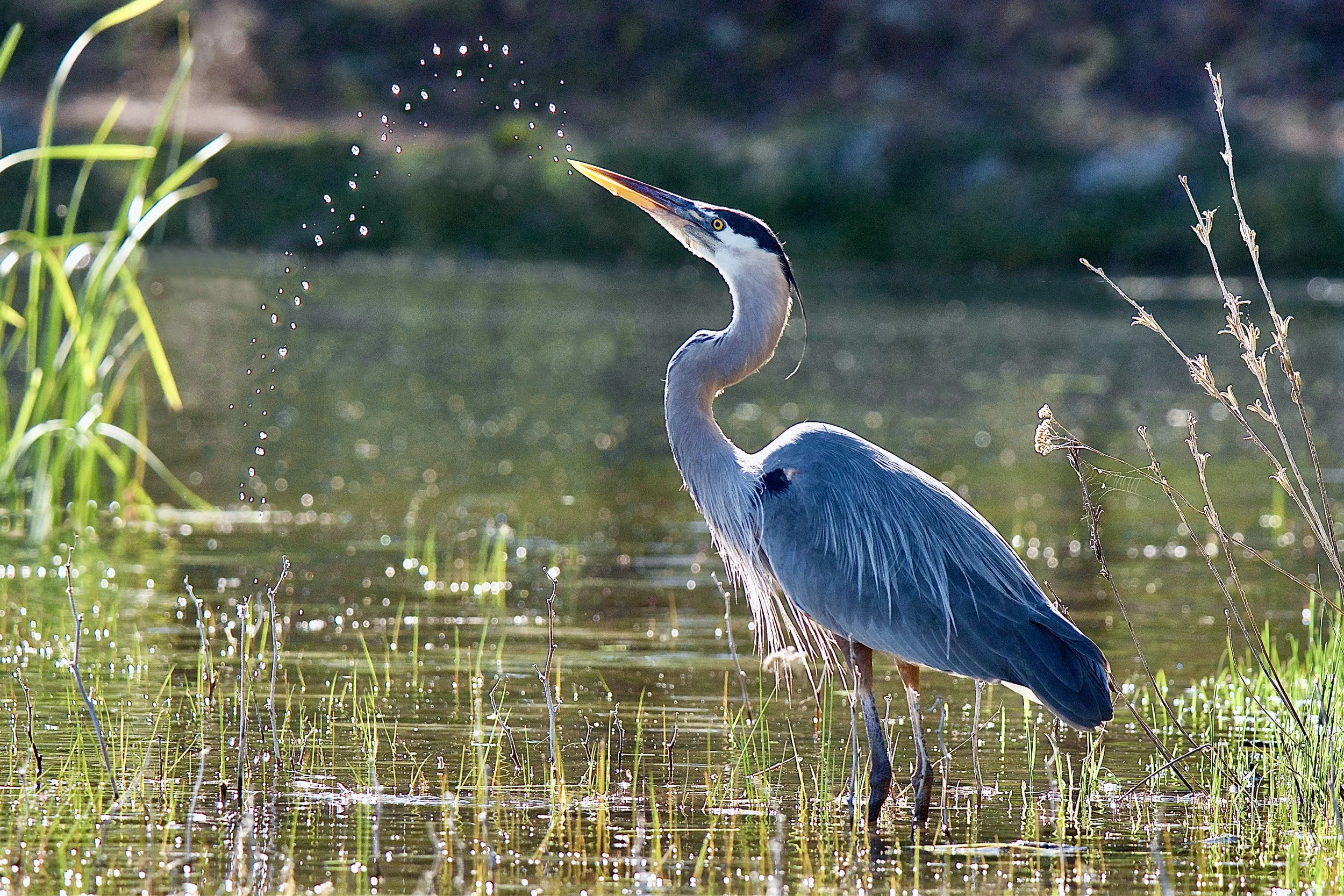 GTREAT BLUE HERONS