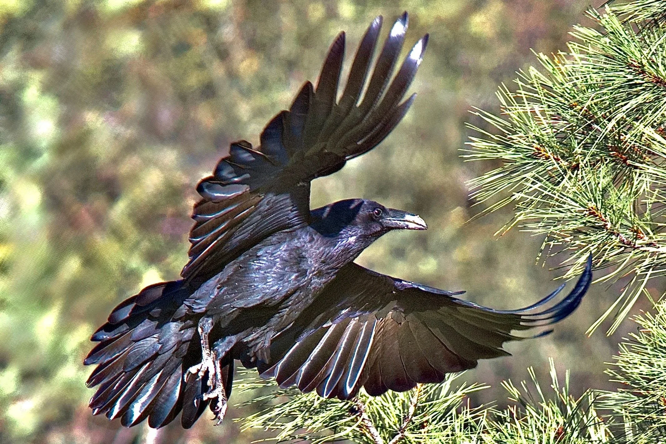 LARGER BIRDS