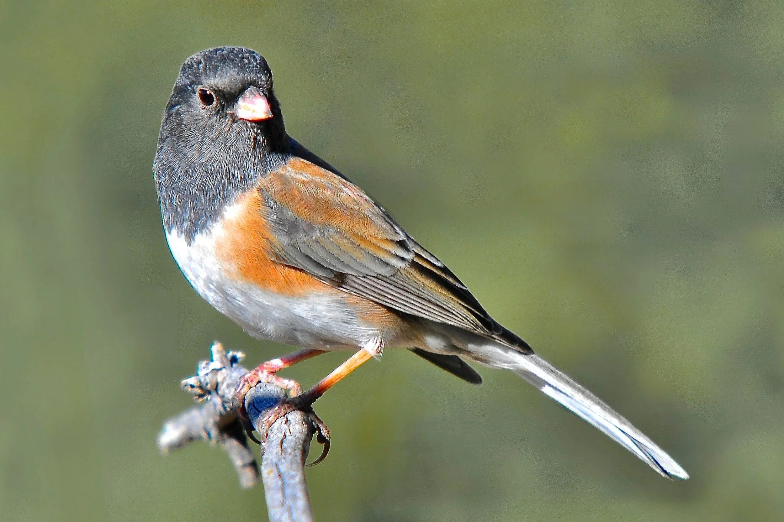 SMALLER BIRDS