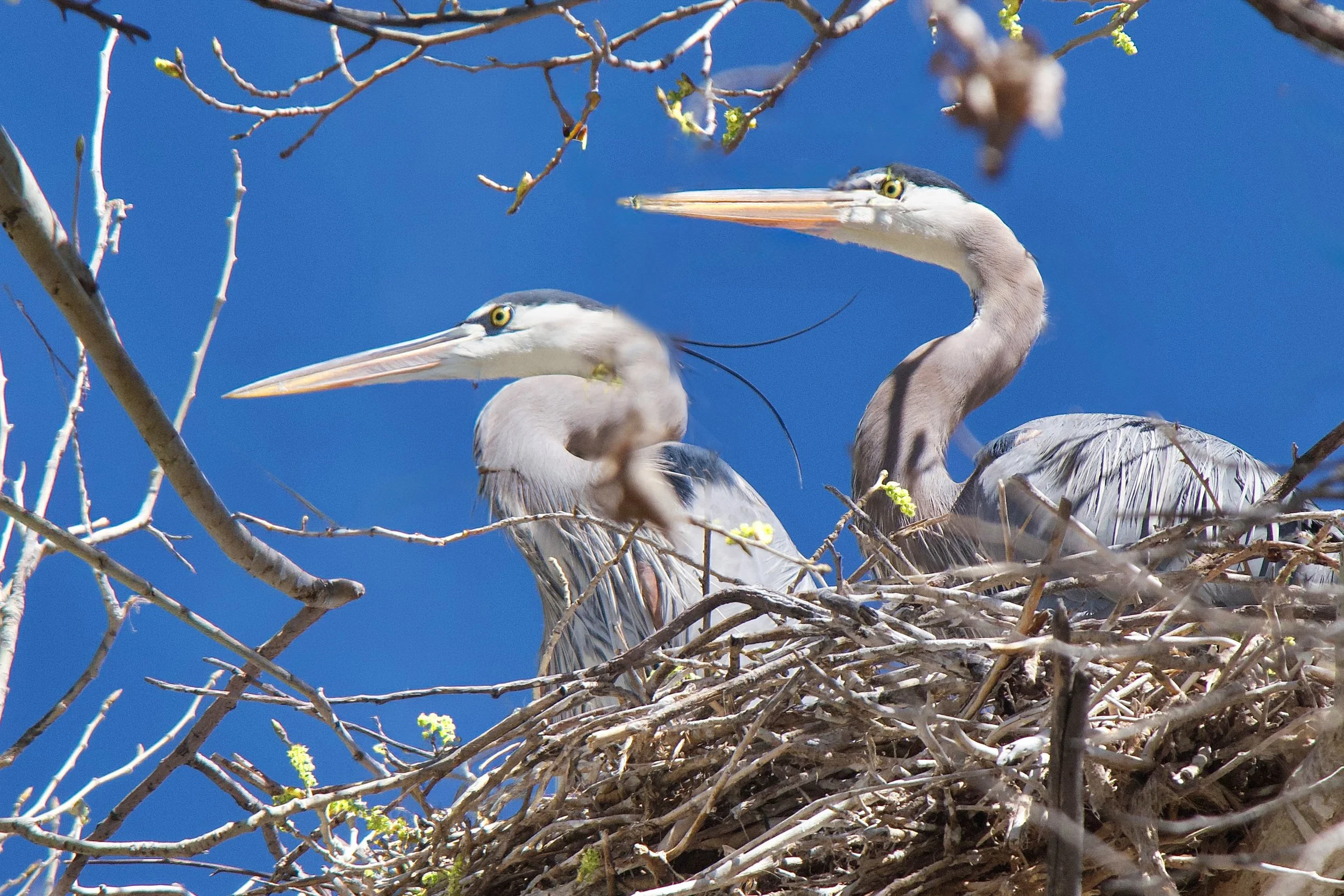 NESTING