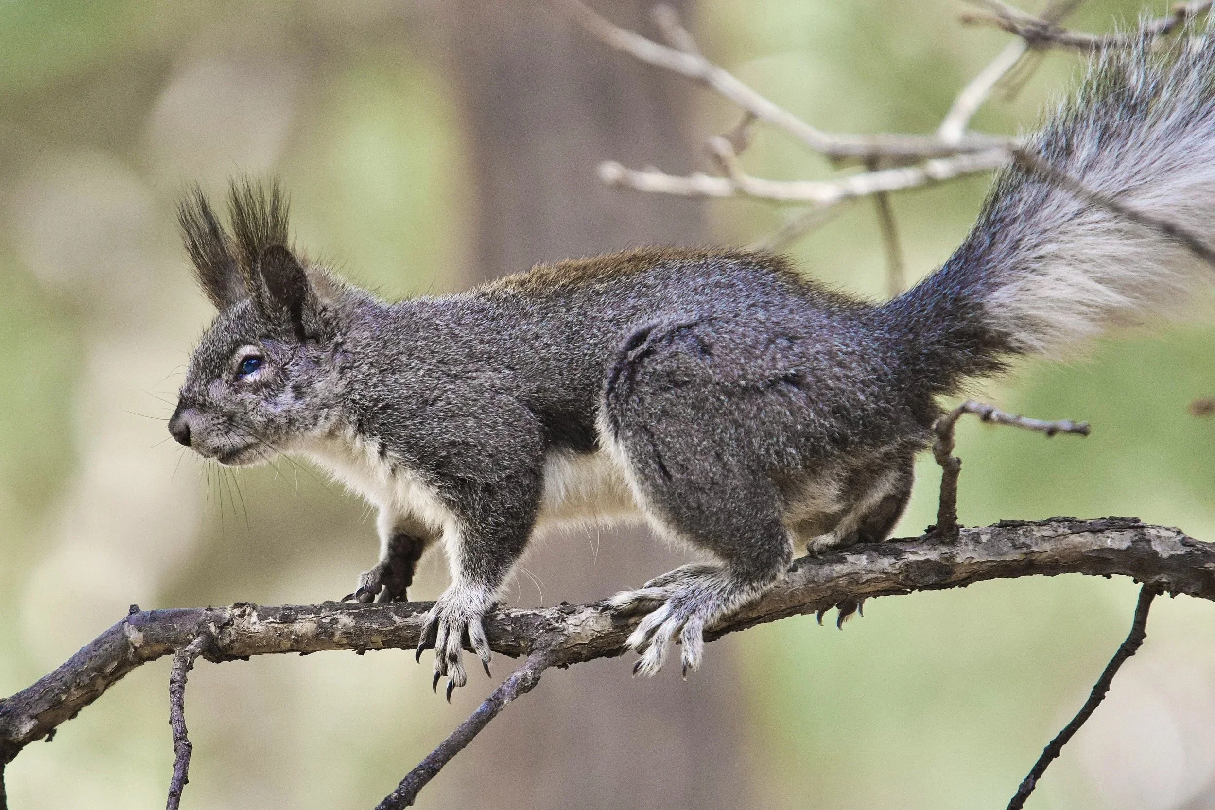 WILDLIFE