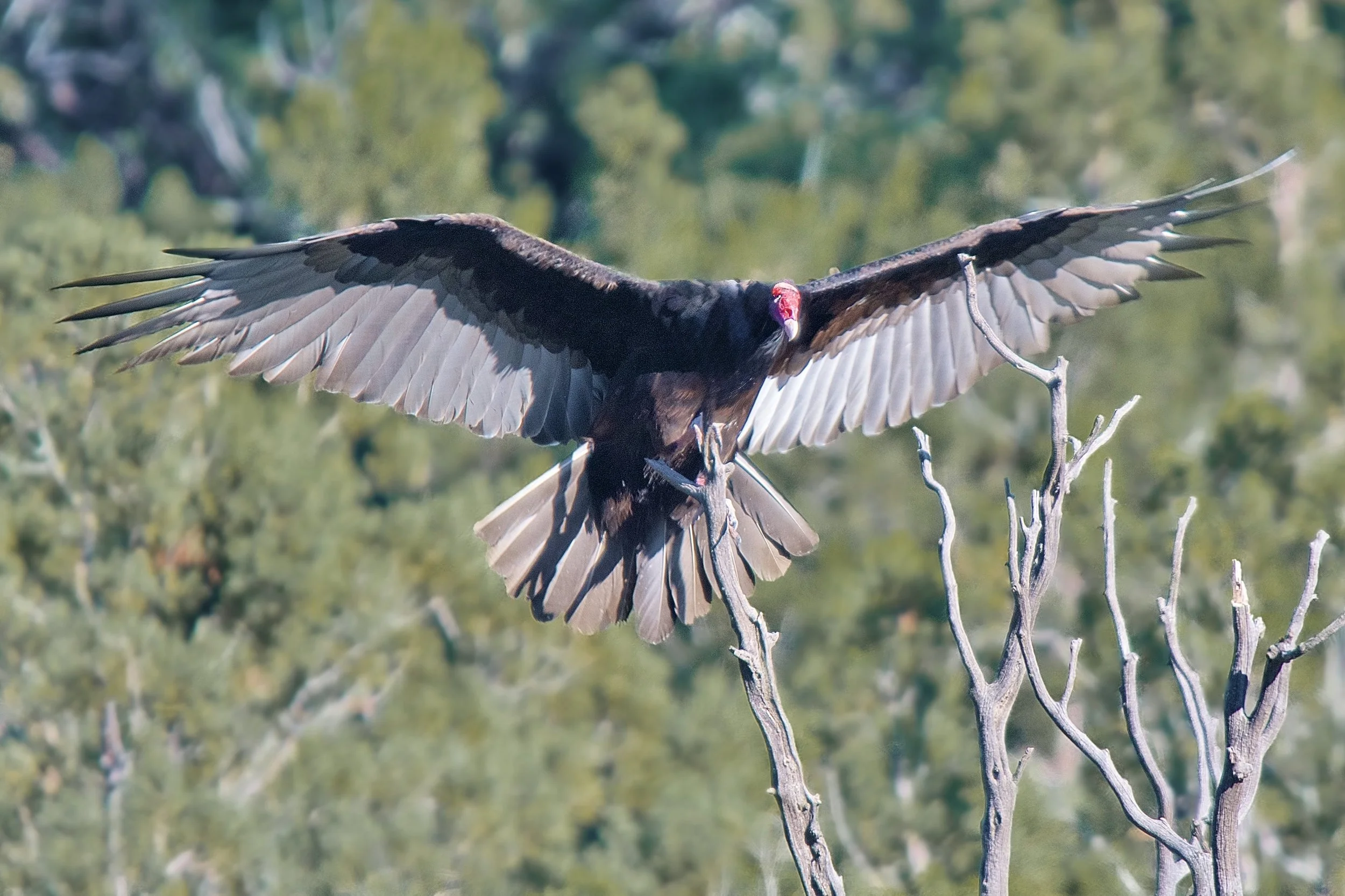 LARGER BIRDS