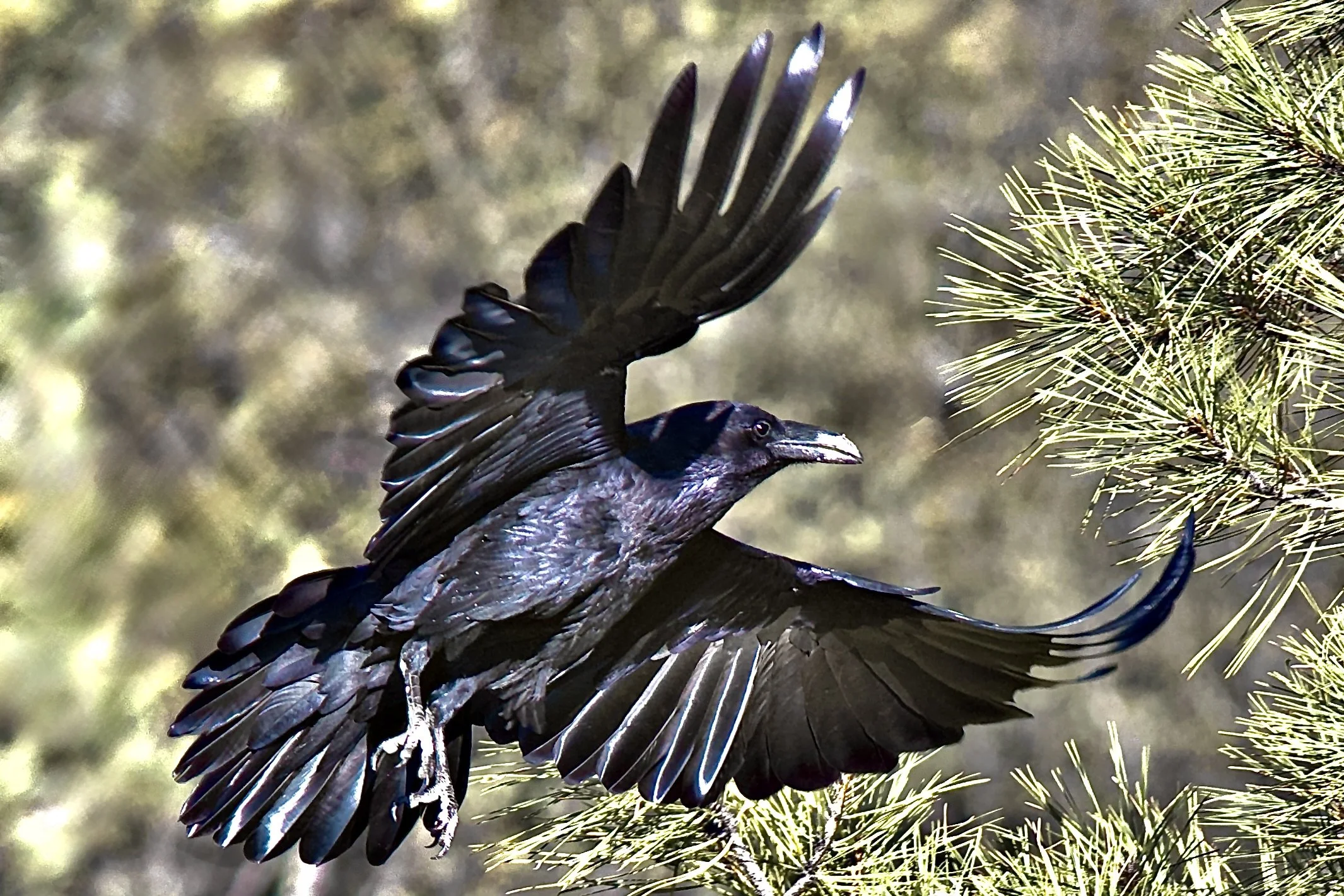 LARGER BIRDS