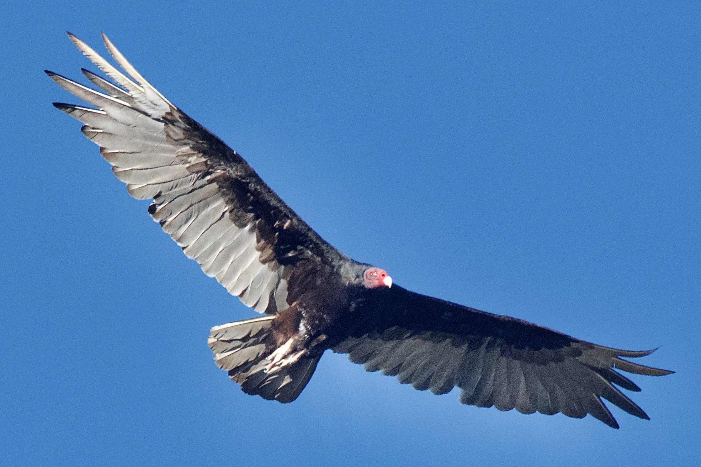 VULTURES