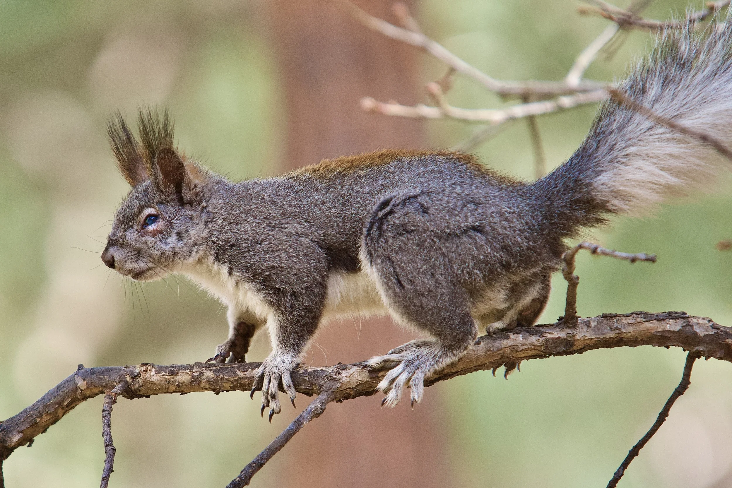 WILDLIFE