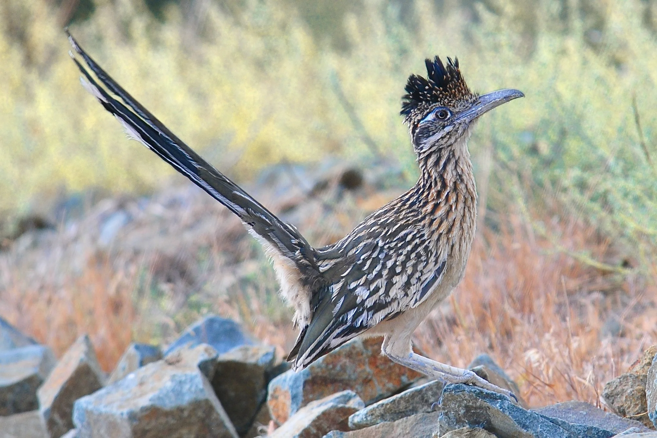 LARGER BIRDS