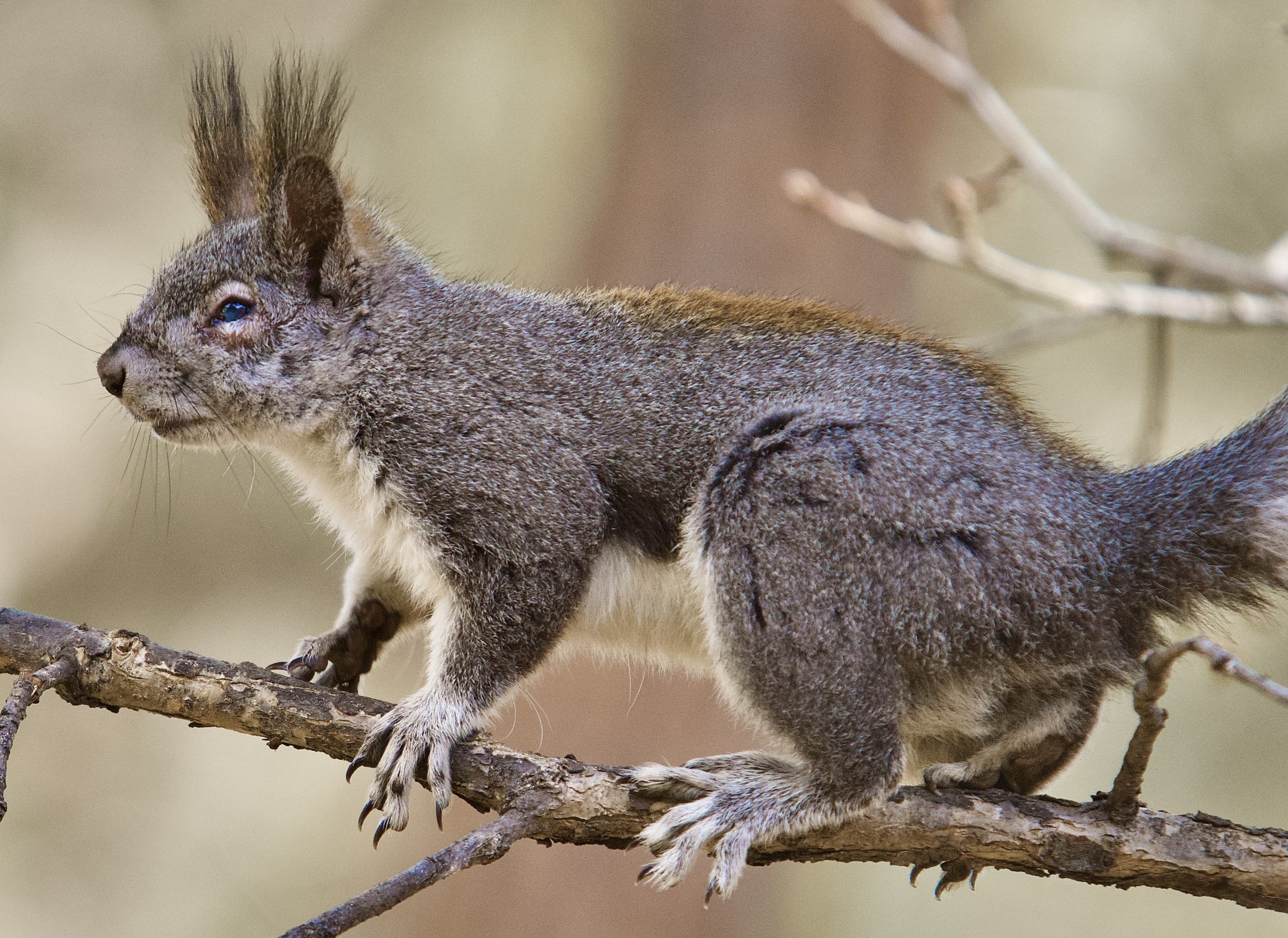 WILDLIFE