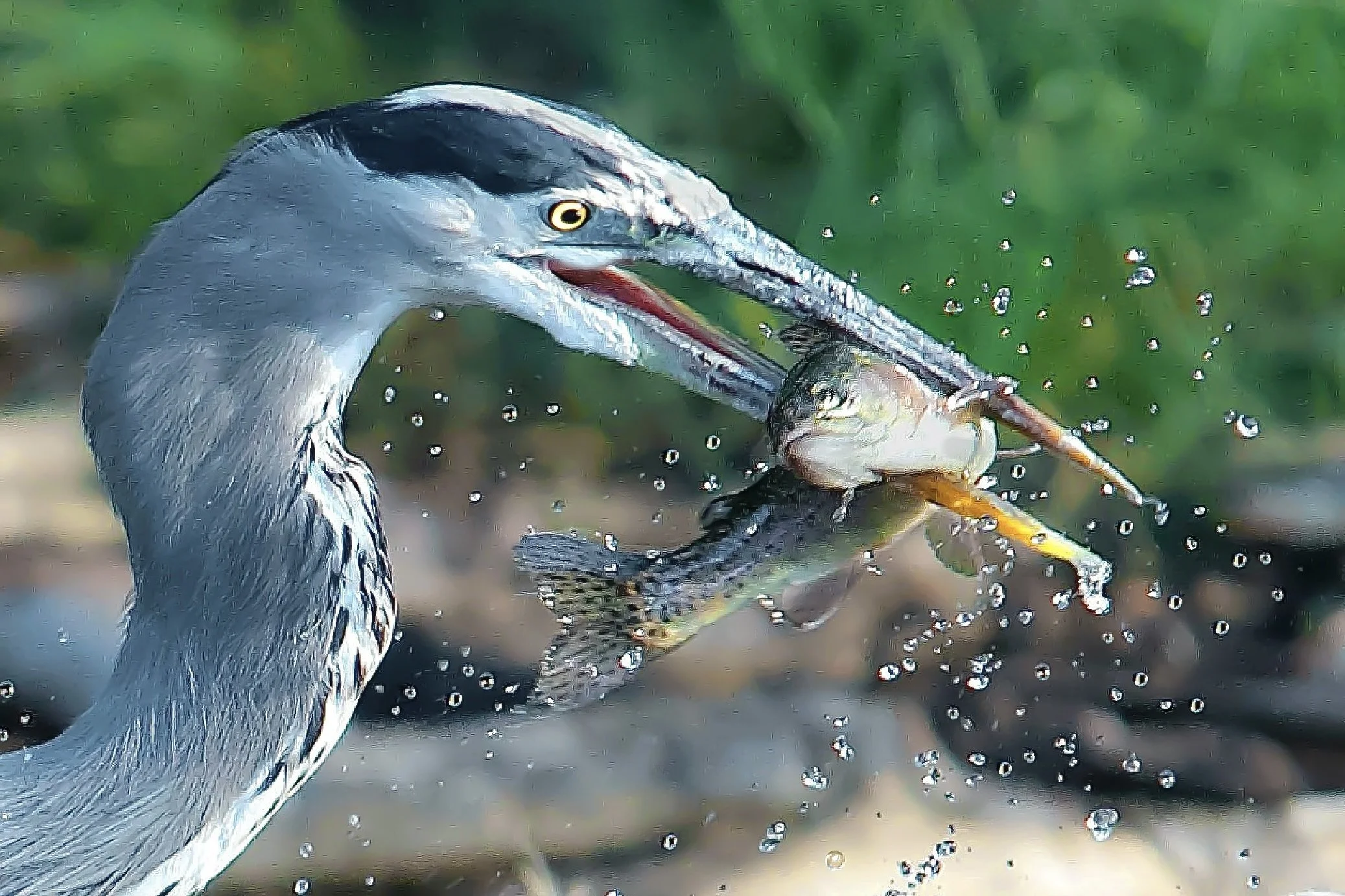FISHING