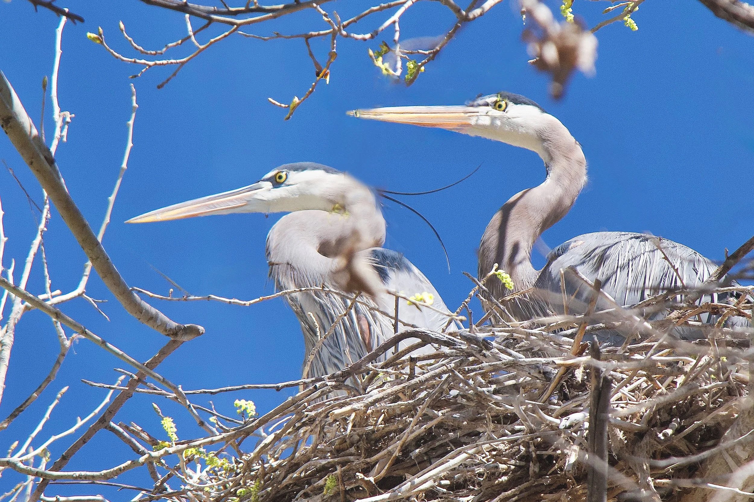 NESTING
