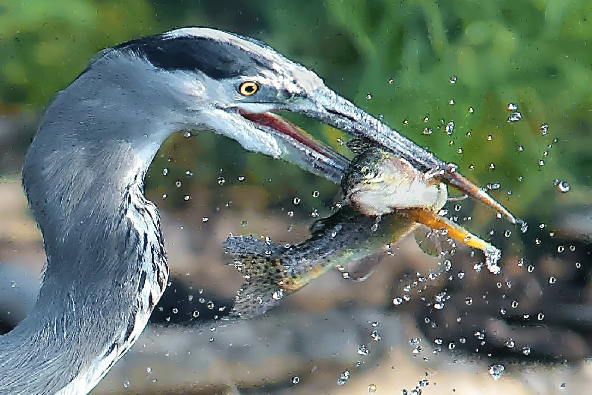 FISHING