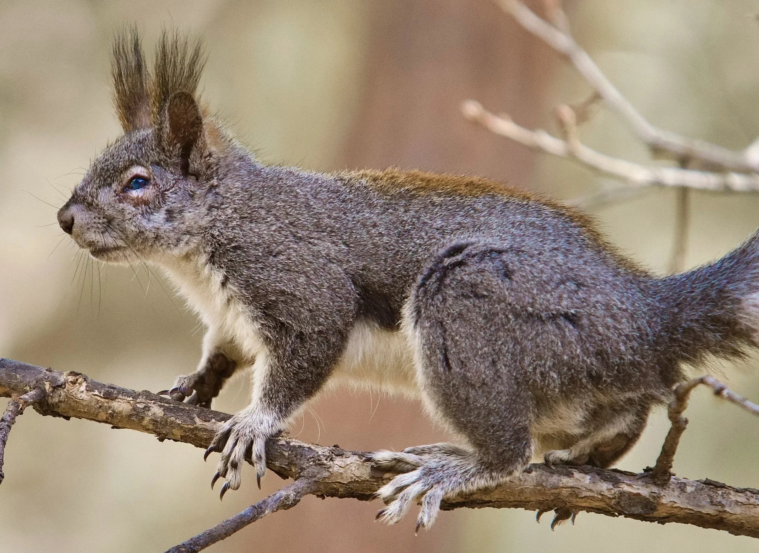 WILDLIFE