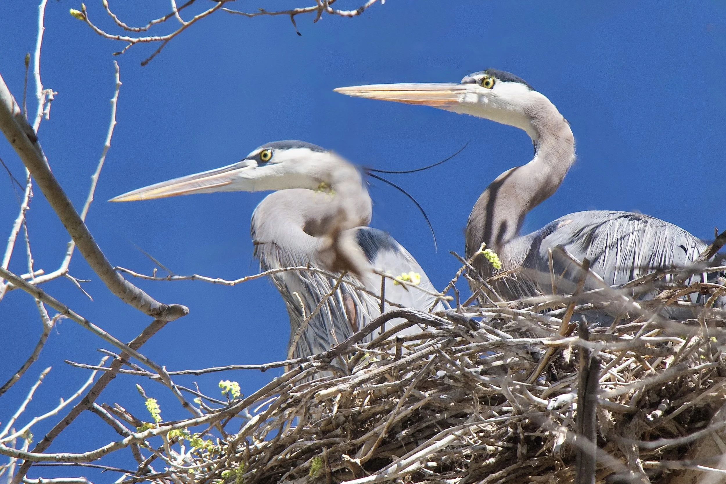 NESTING (Copy)