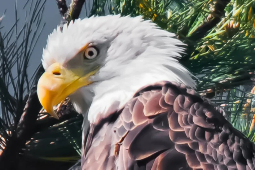 EAGLES
