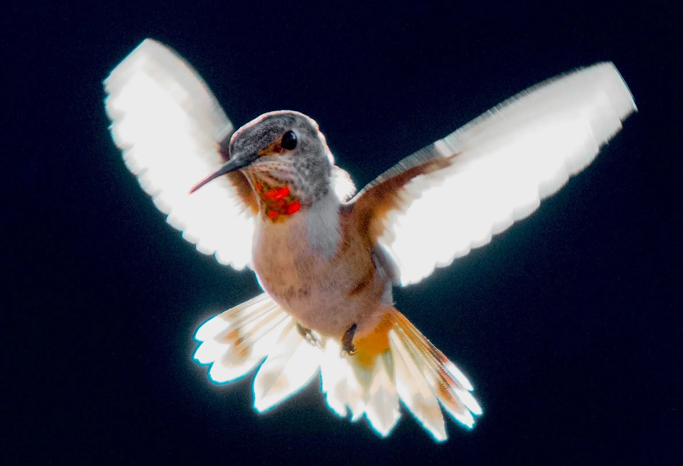 HUMMINGBIRDS