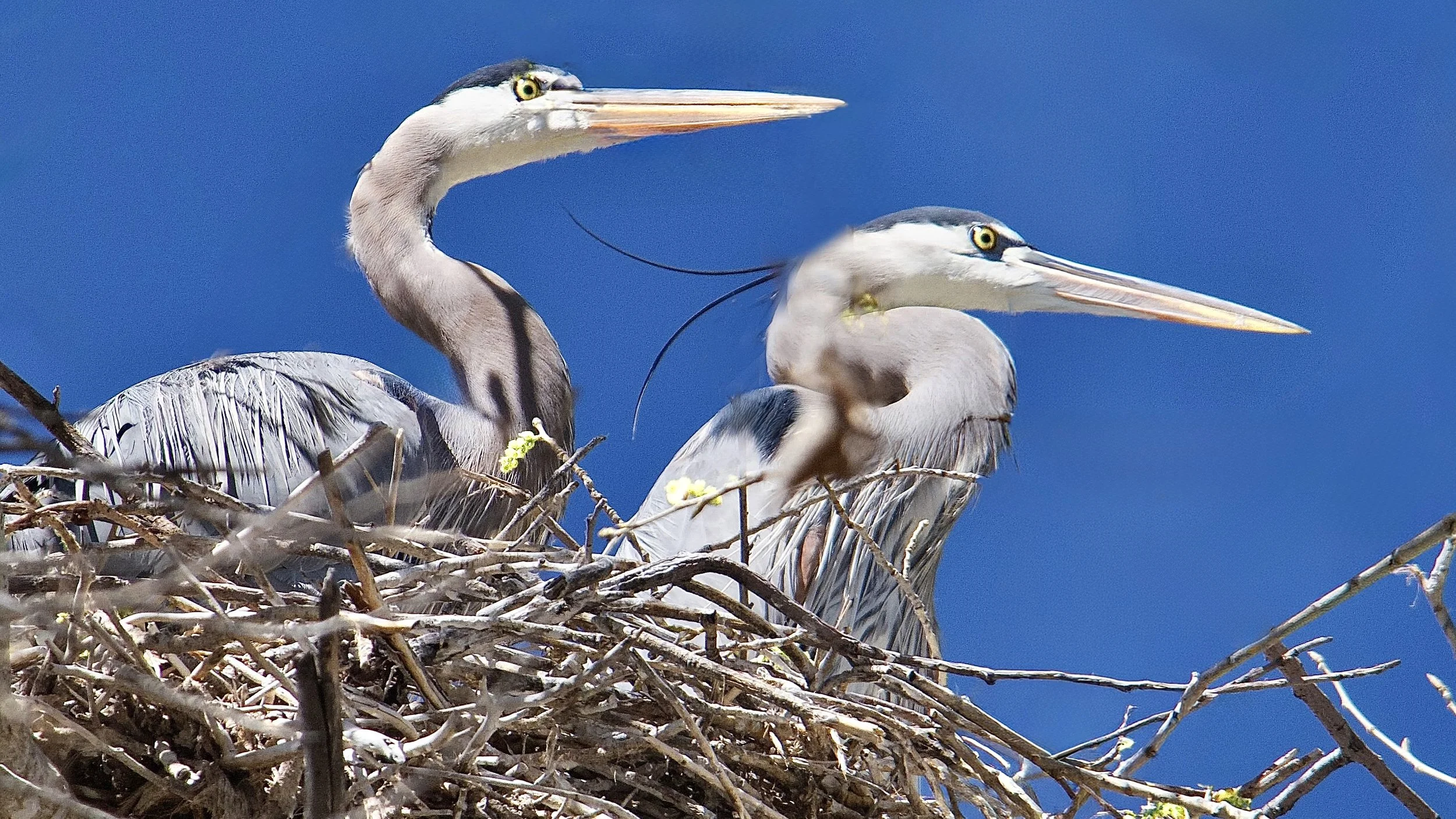 HERONS