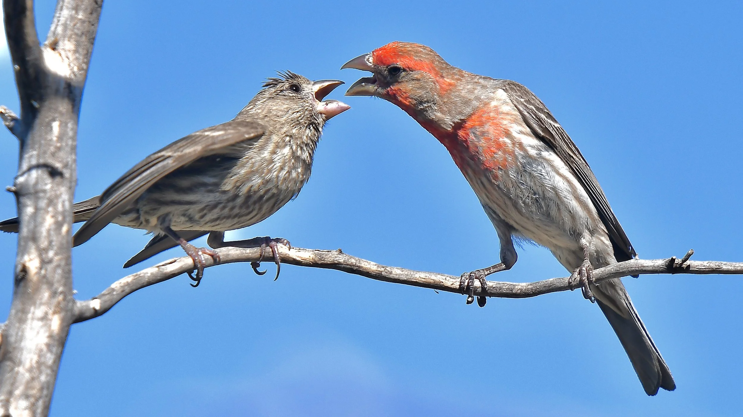 SMALLER BIRDS